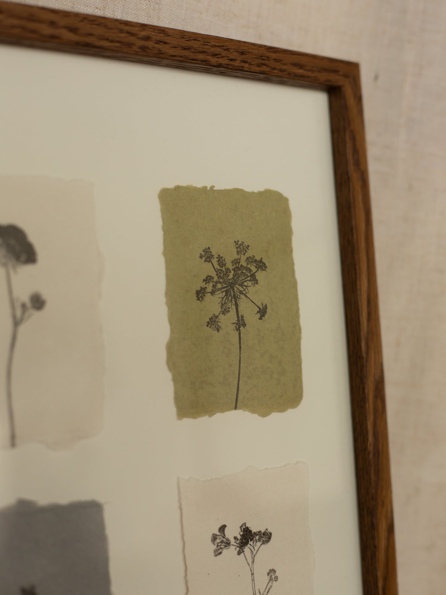 Flower Studies, Framed Monoprints