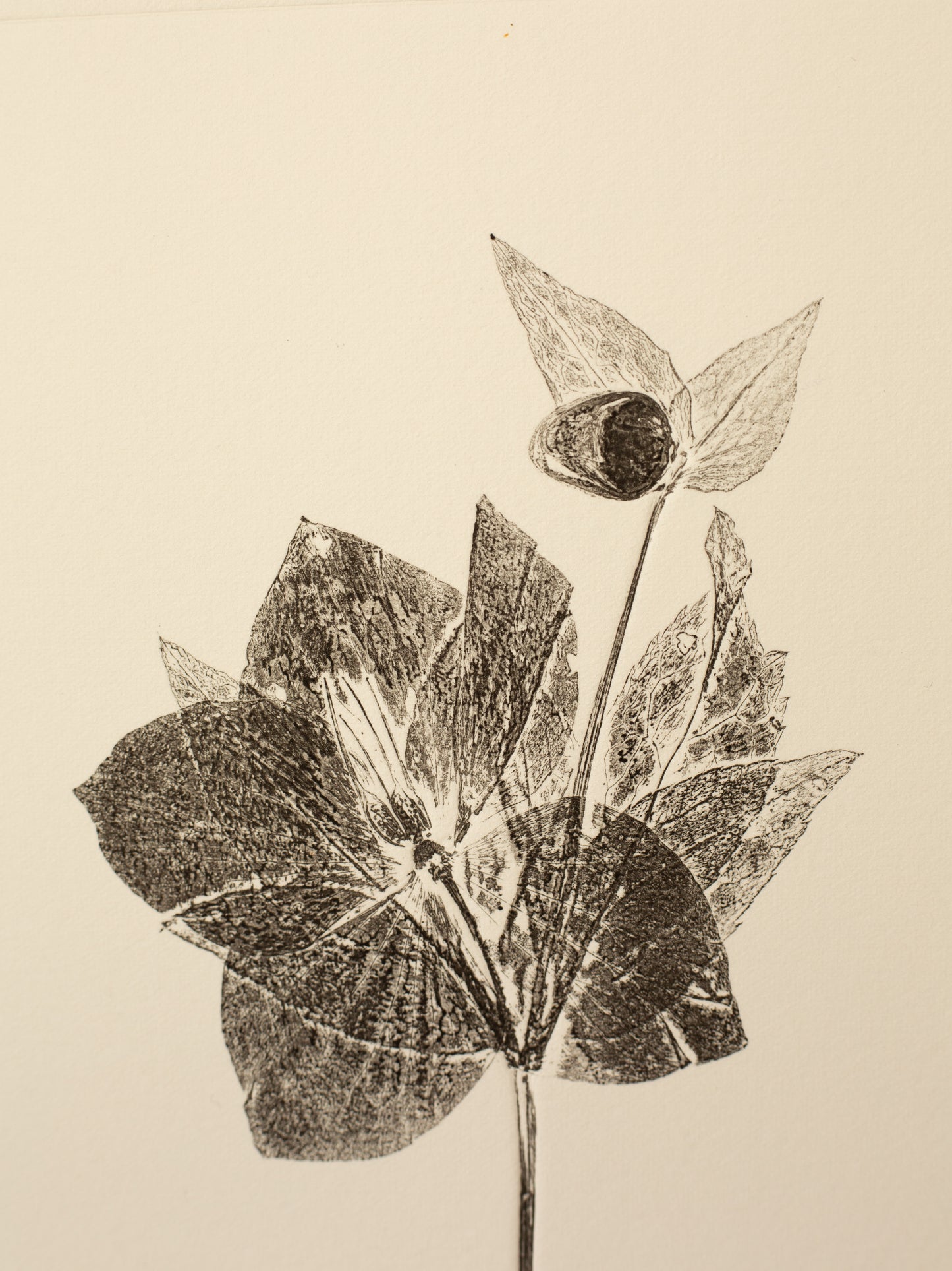 Hellebore 1, Botanical Black Monoprint