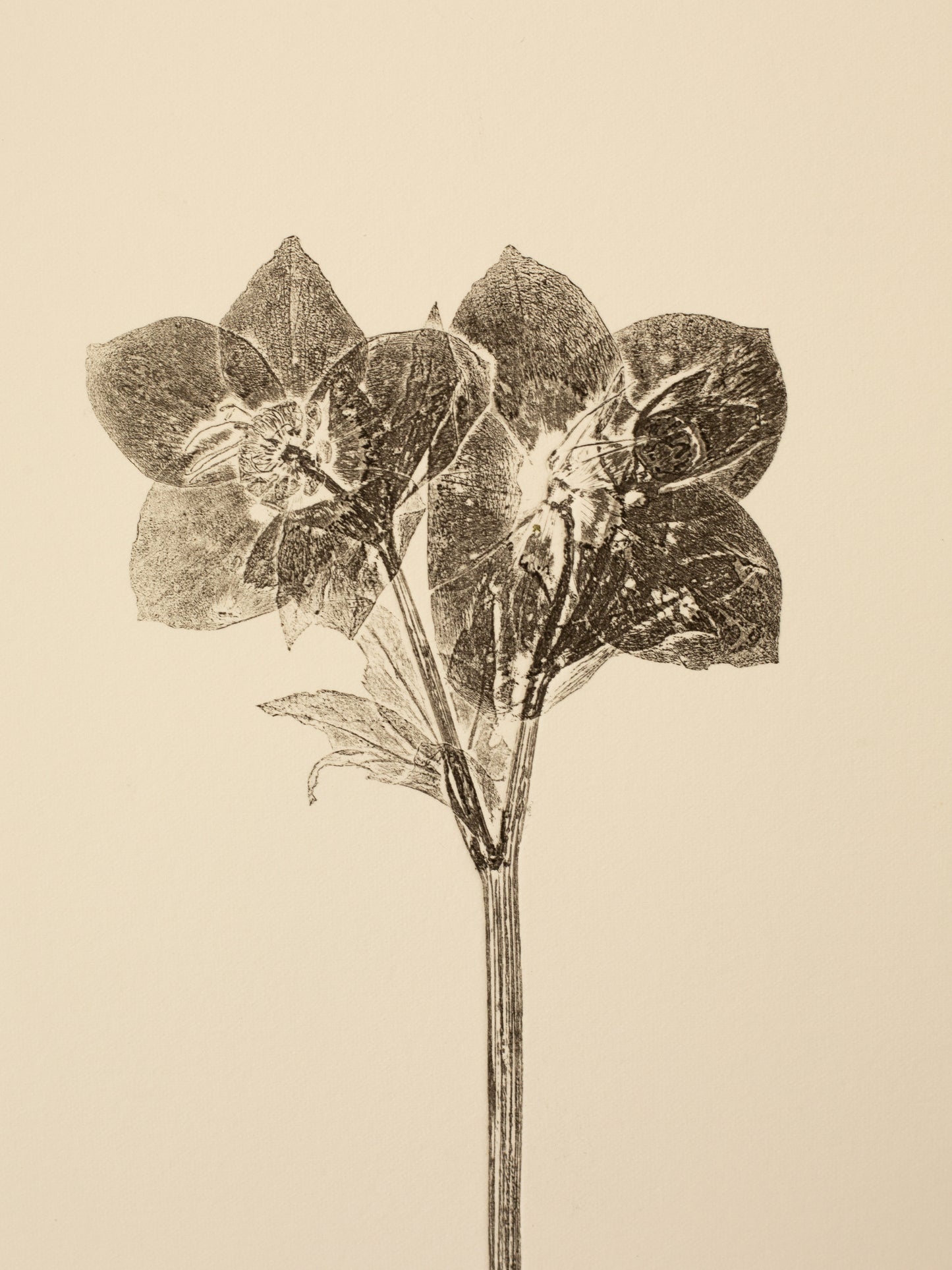 Hellebore 4, Botanical Black Monoprint