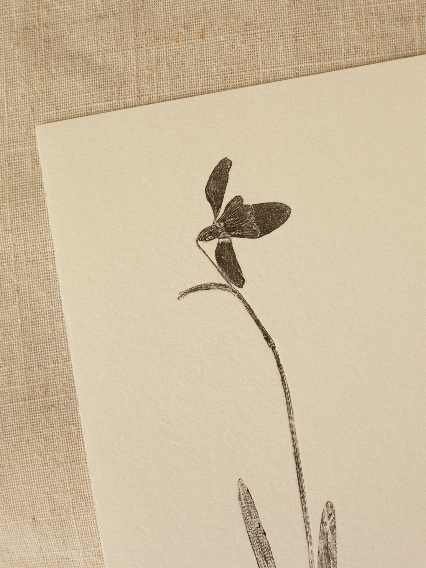 Snowdrop 1, Black Monoprint