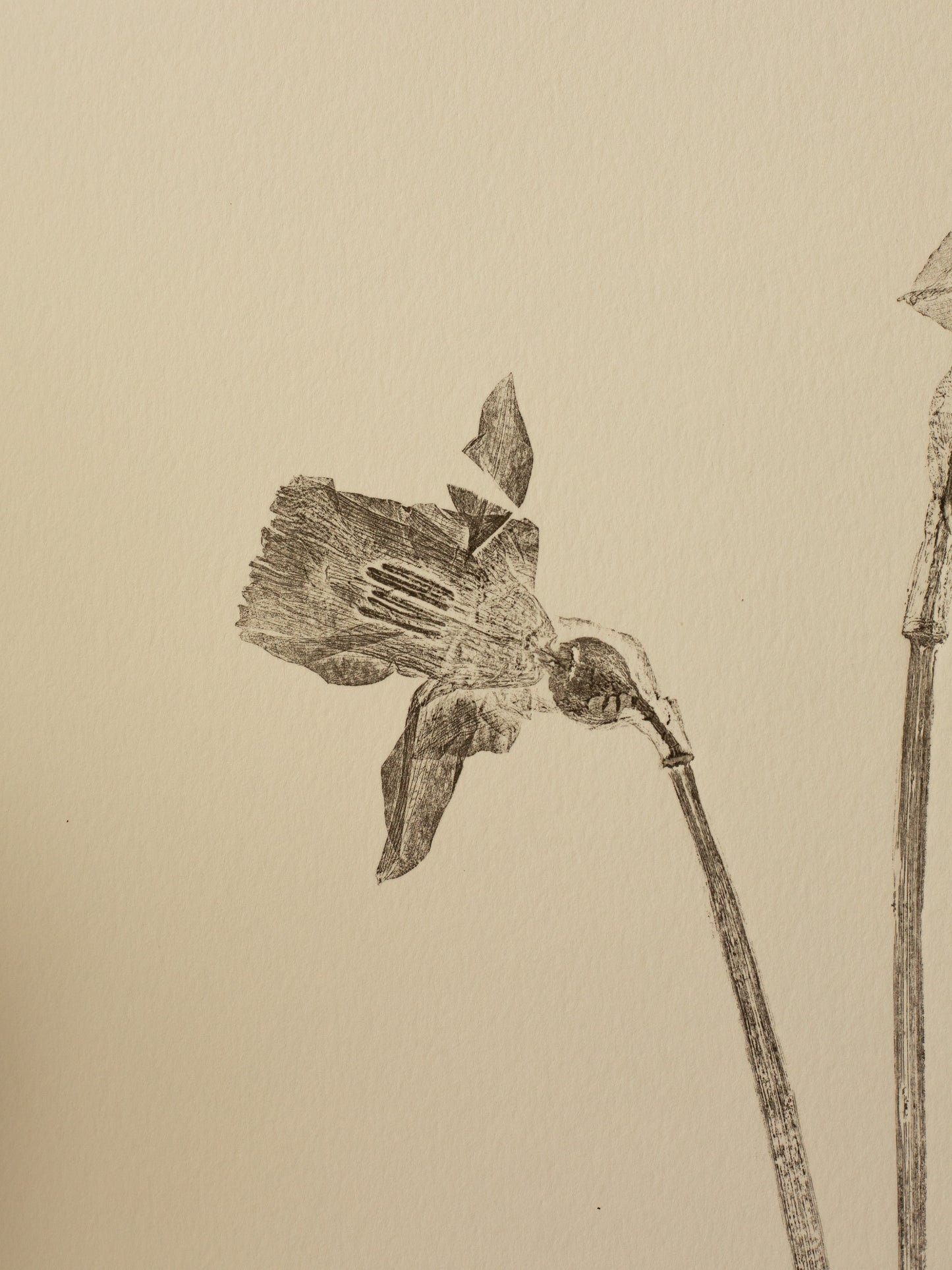 Daffodils 3, Botanical Black Monoprint