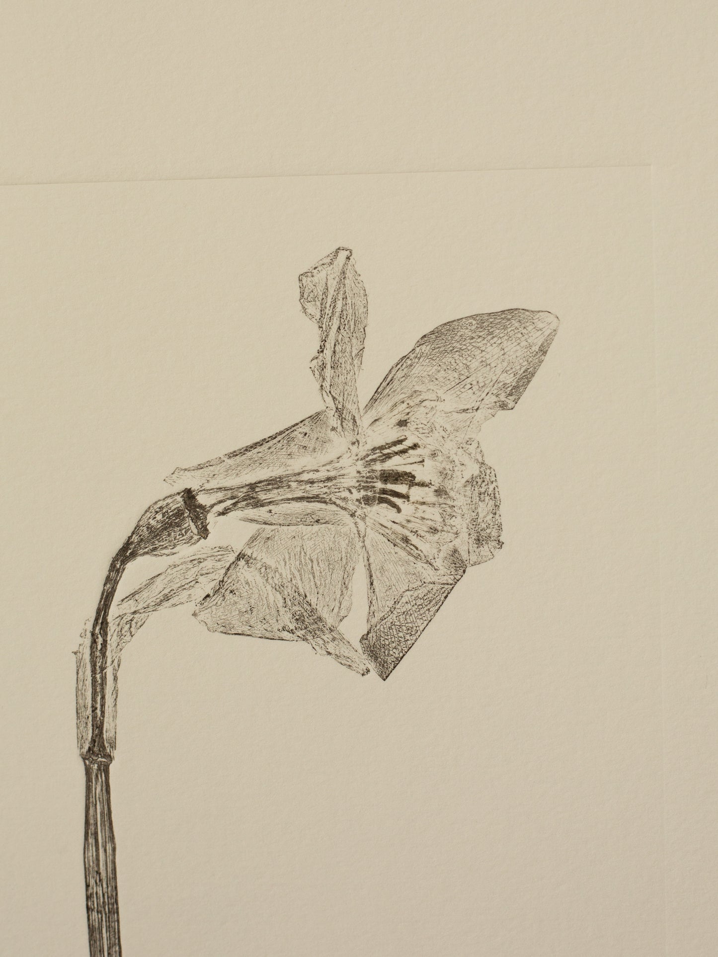 Daffodil 4, Botanical Black Monoprint