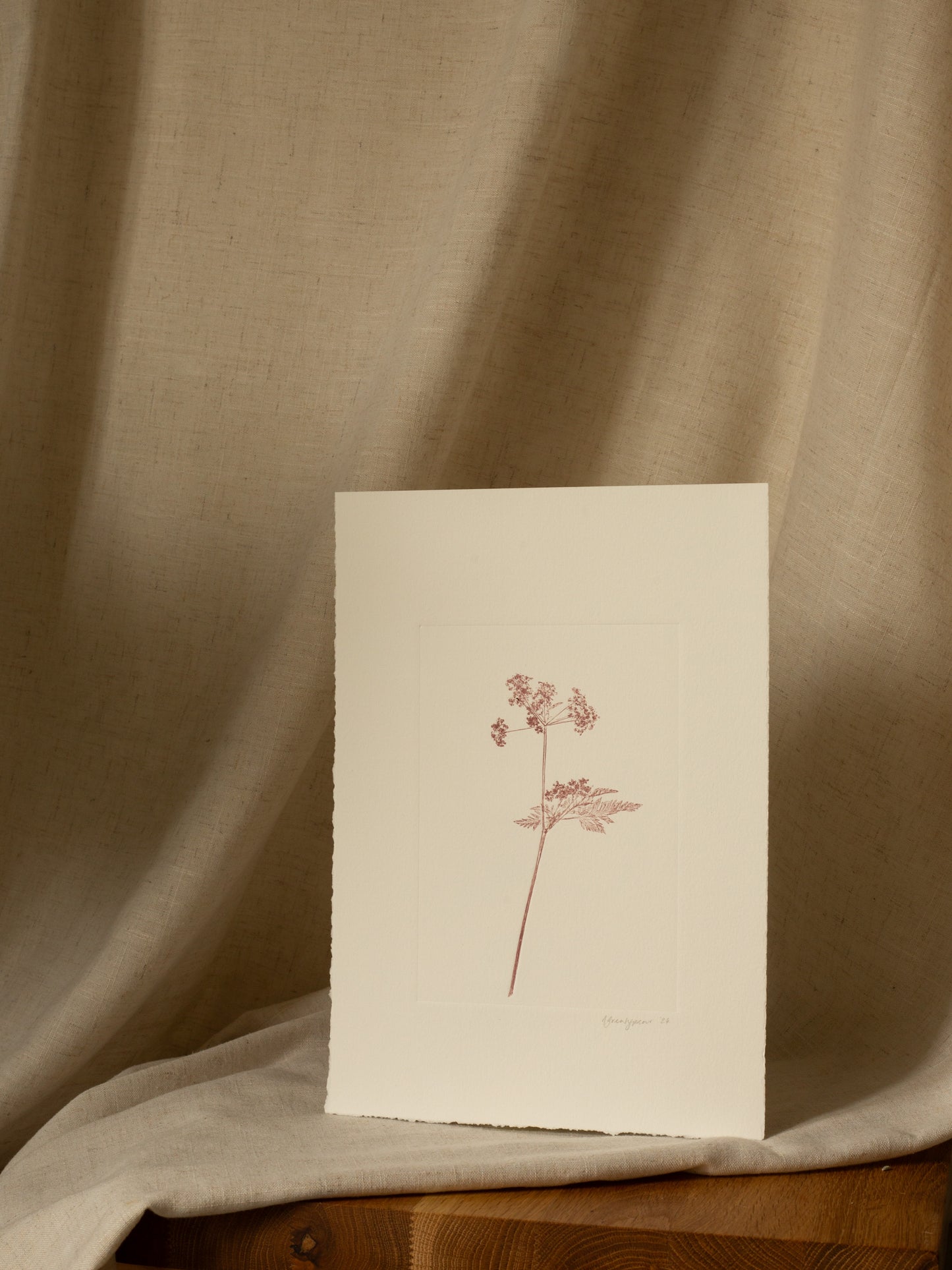 Cow Parsley 1, Mauve Monoprint