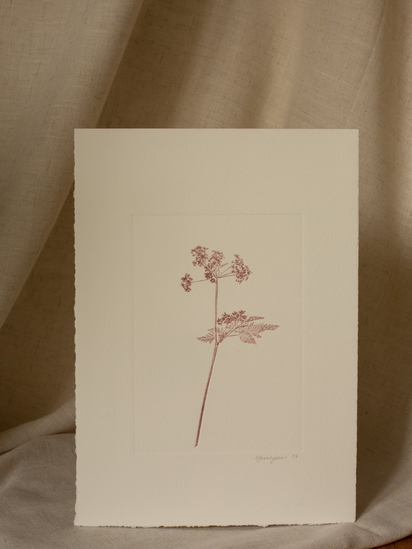 Cow Parsley 1, Mauve Monoprint
