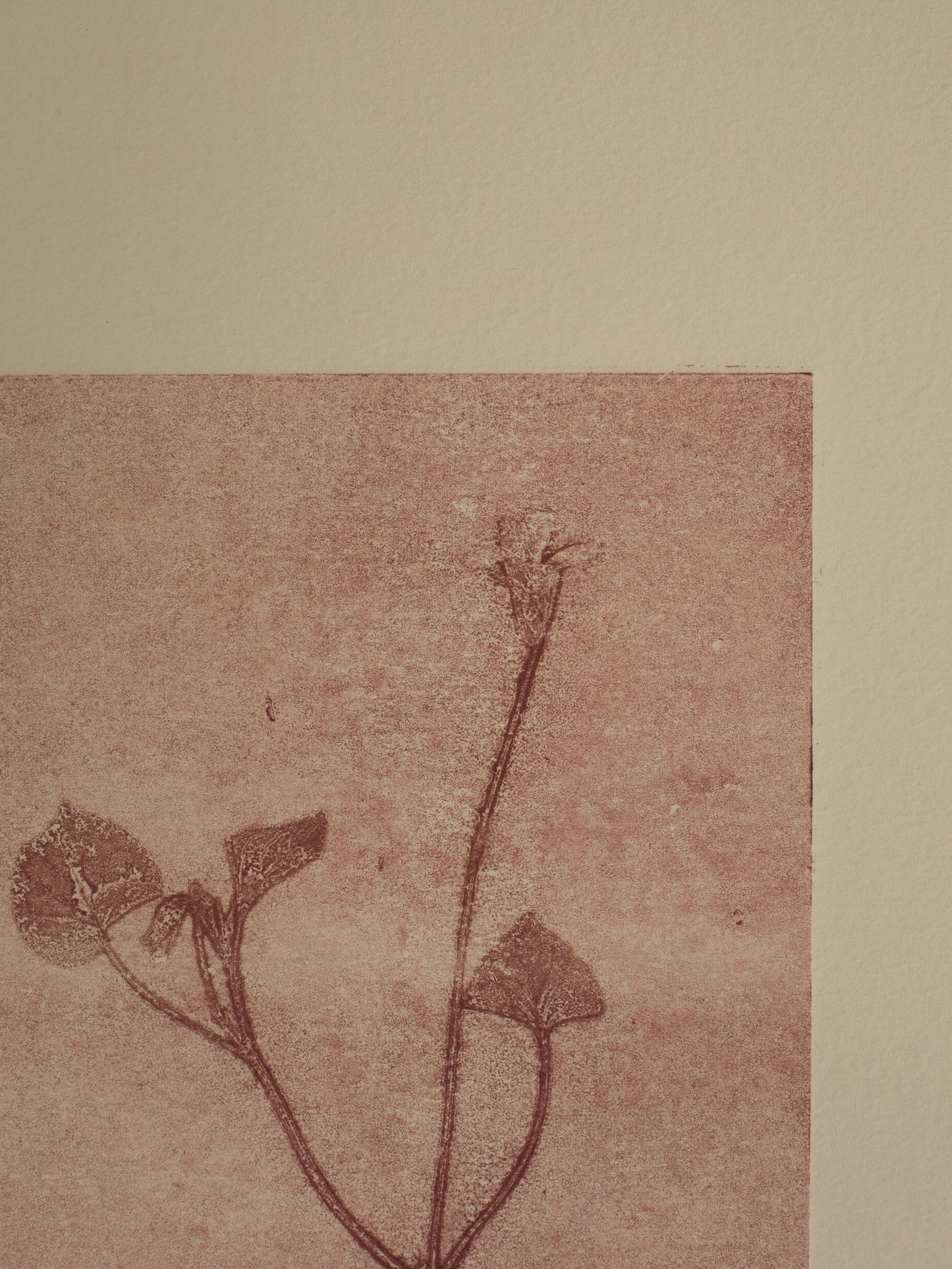 Dog-Violet 3, Mauve Ghost Monoprint