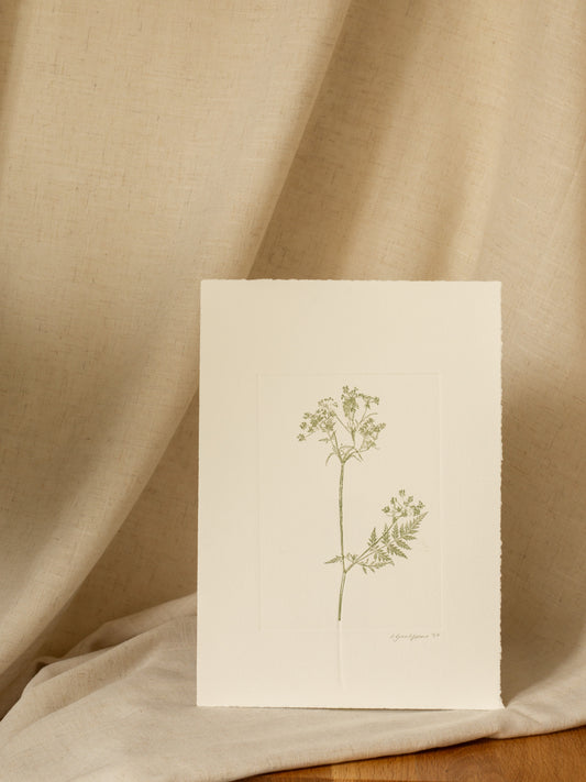 Cow Parsley 2, Green Monoprint