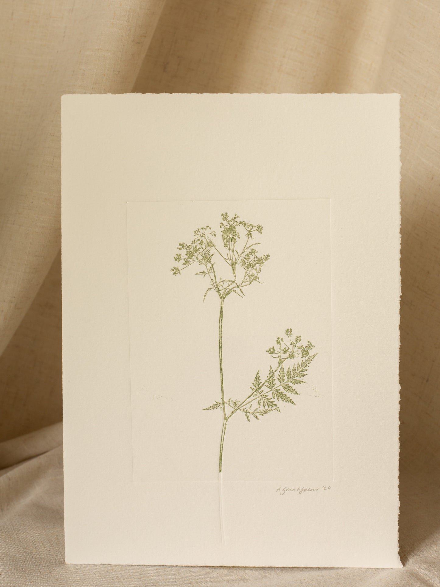 Cow Parsley 2, Green Monoprint