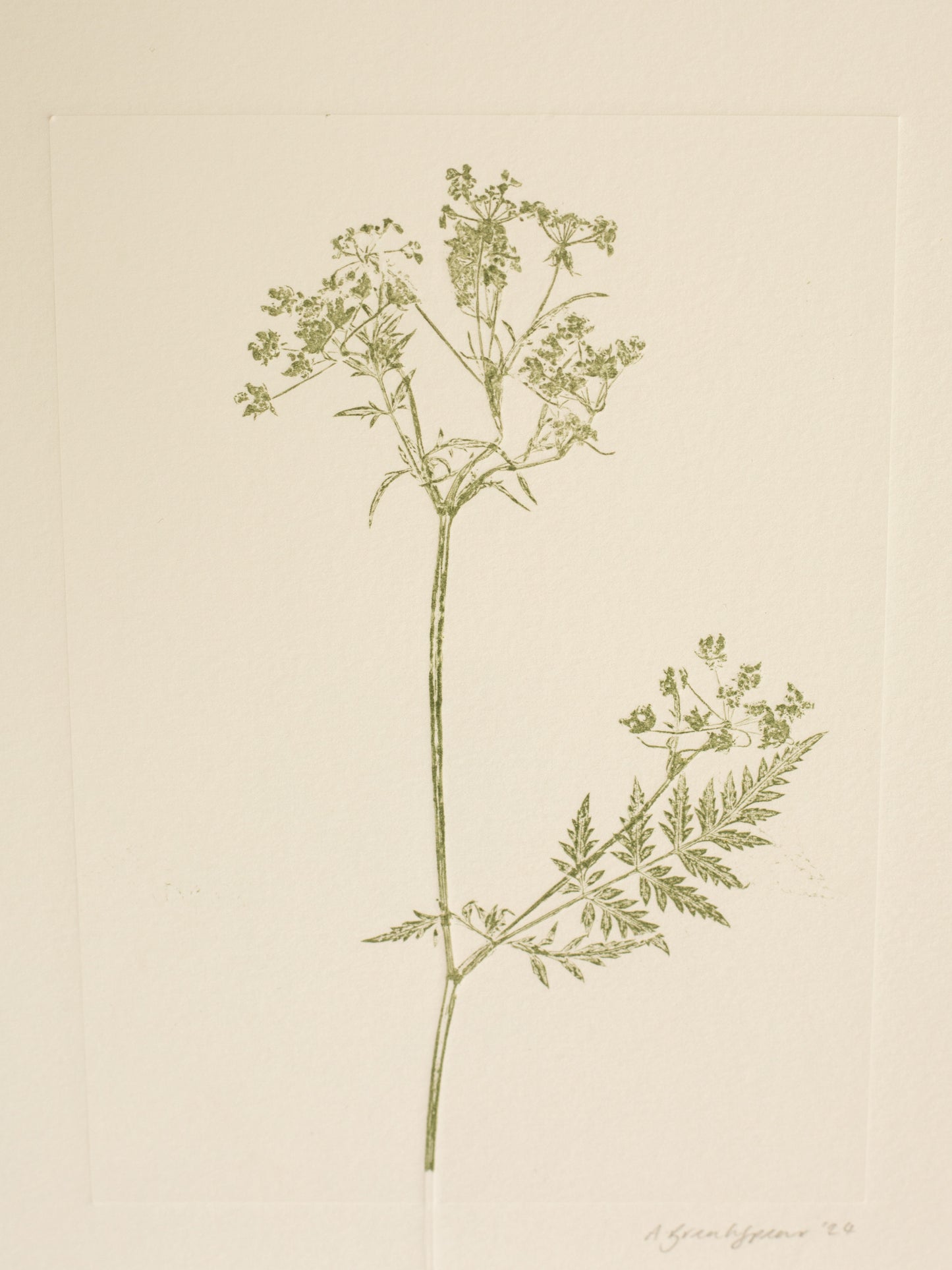Cow Parsley 2, Green Monoprint