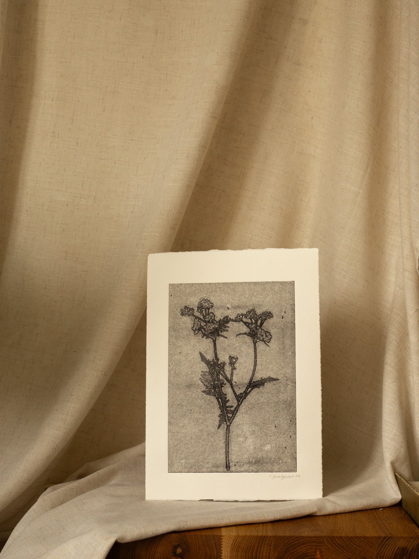 Cow Parsley 1, Dark Grey Ghost Monoprint
