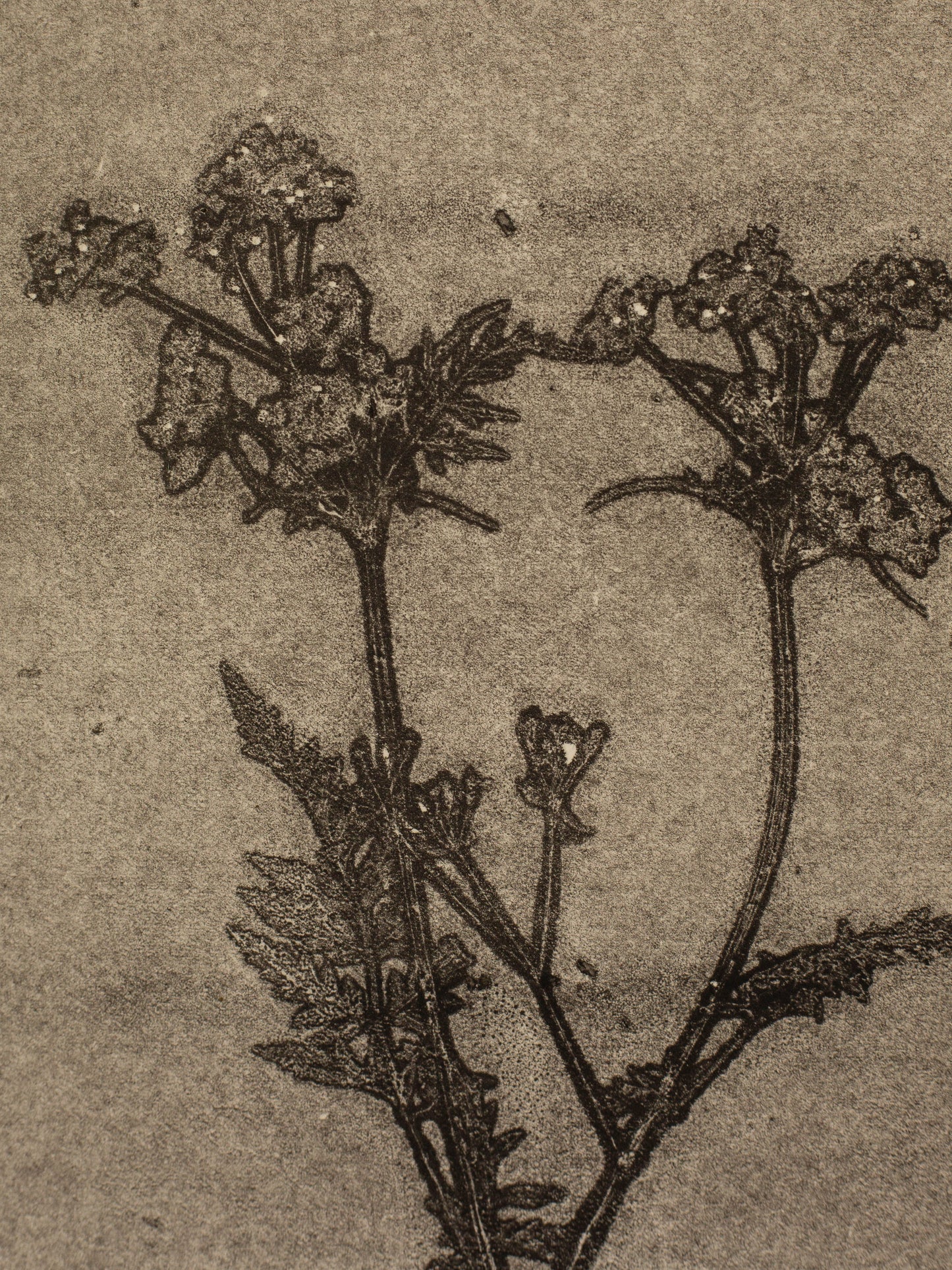 Cow Parsley 1, Dark Grey Ghost Monoprint