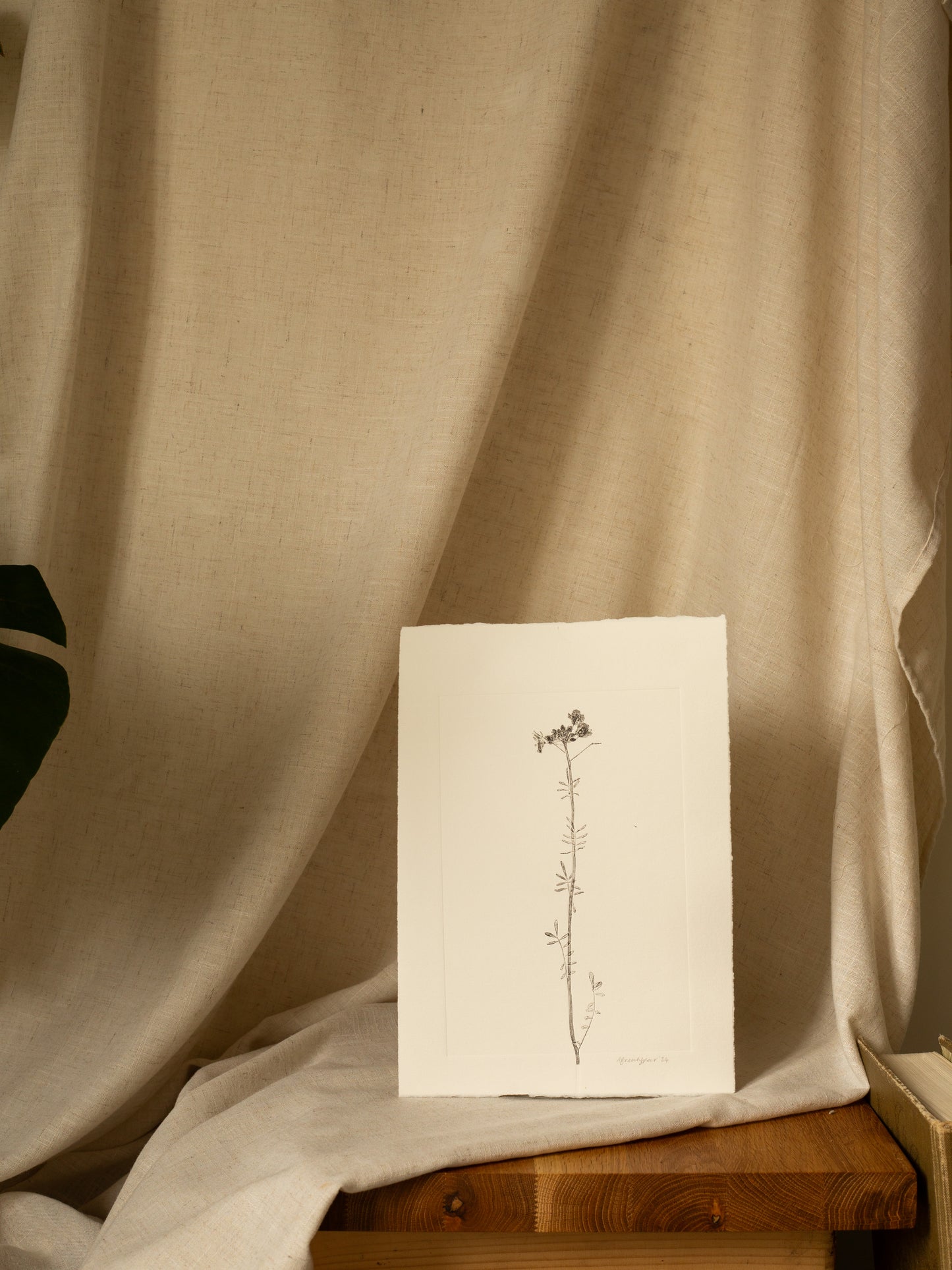 Cuckoo Flower 1, Dark Grey Monoprint