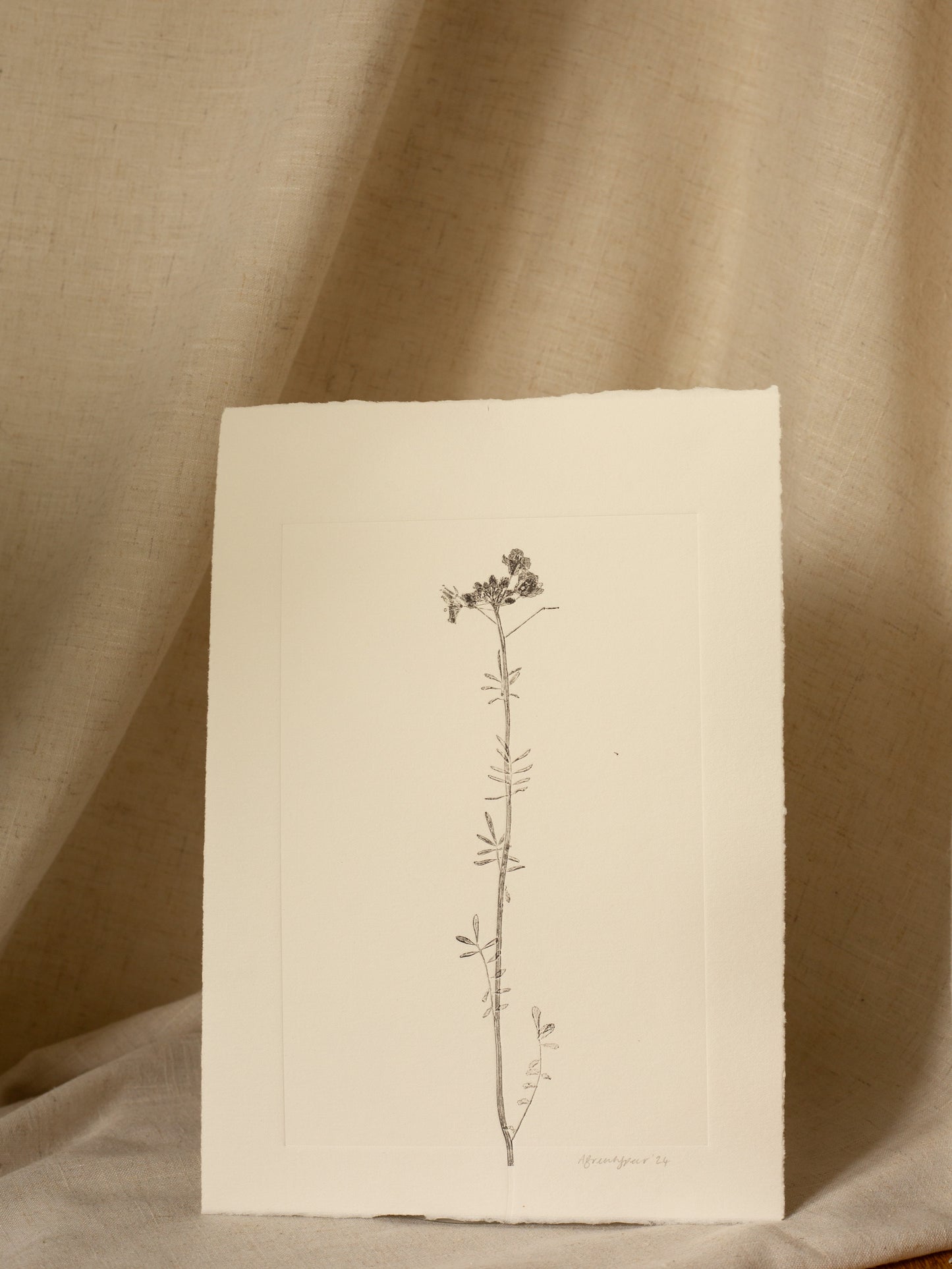 Cuckoo Flower 1, Dark Grey Monoprint