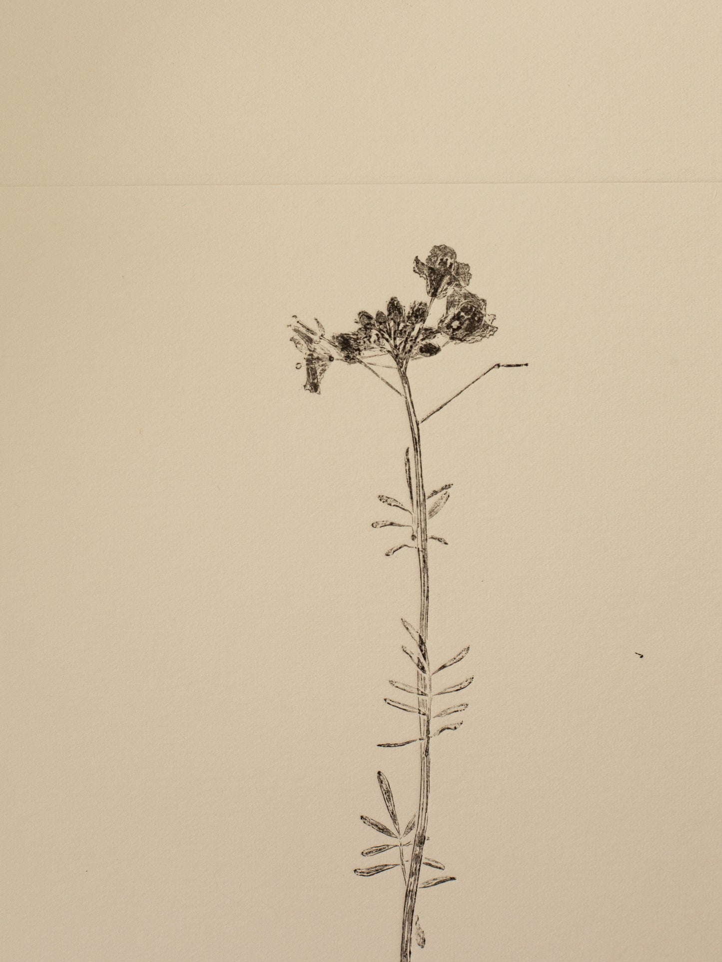 Cuckoo Flower 1, Dark Grey Monoprint