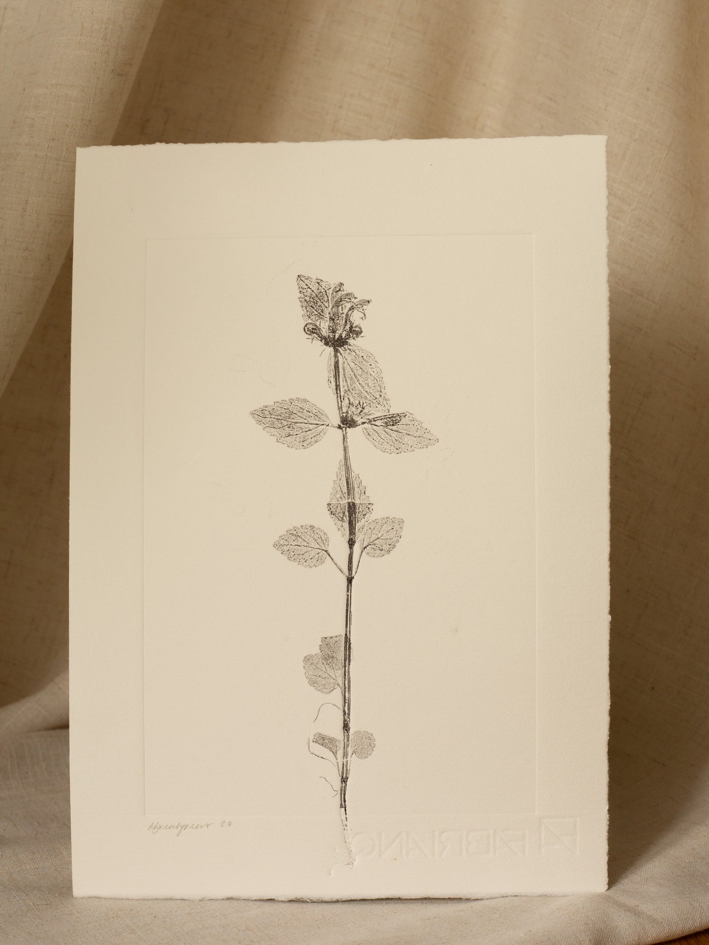 Yellow archangel 1, Dark Grey Monoprint