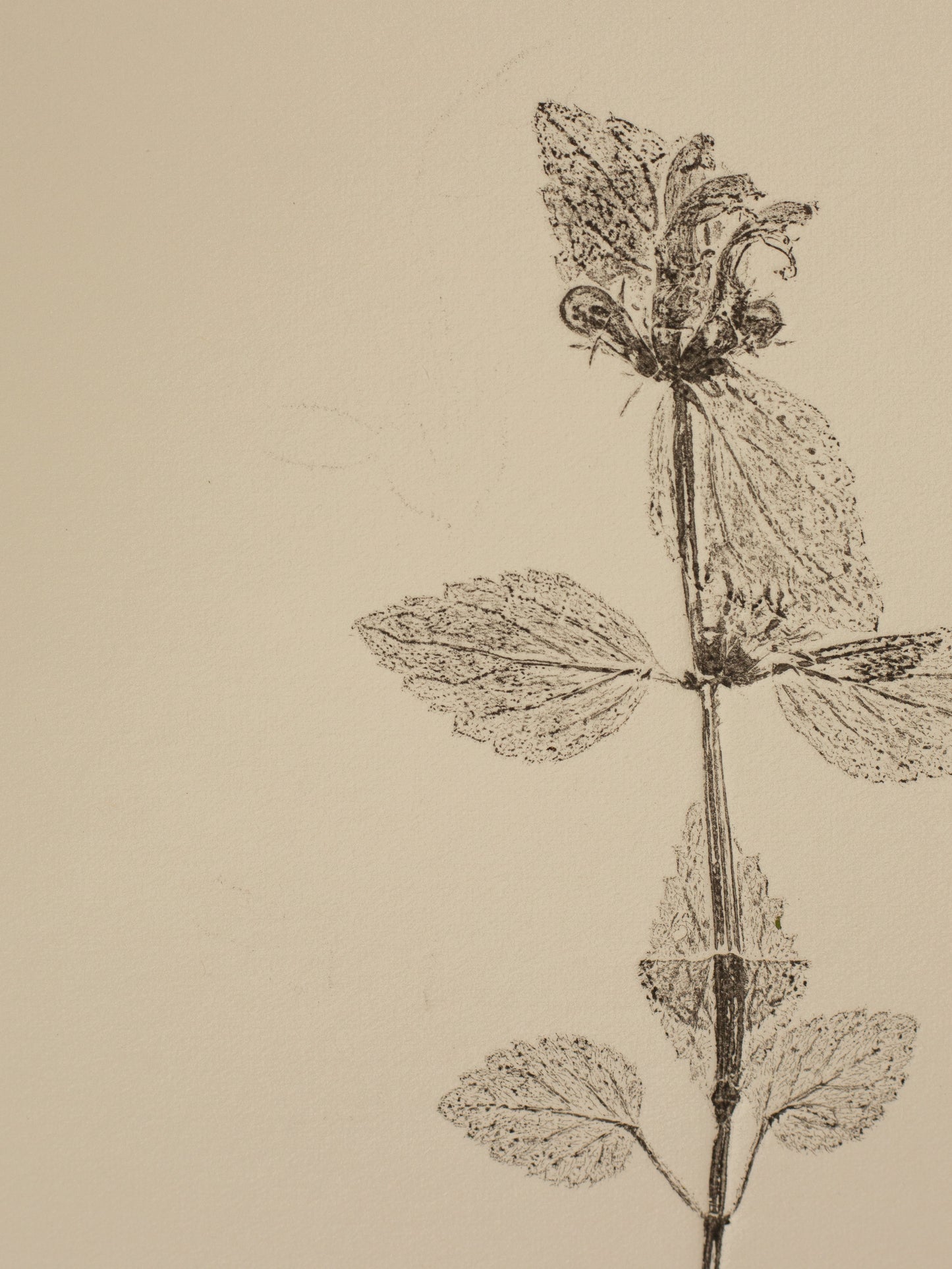 Yellow archangel 1, Dark Grey Monoprint