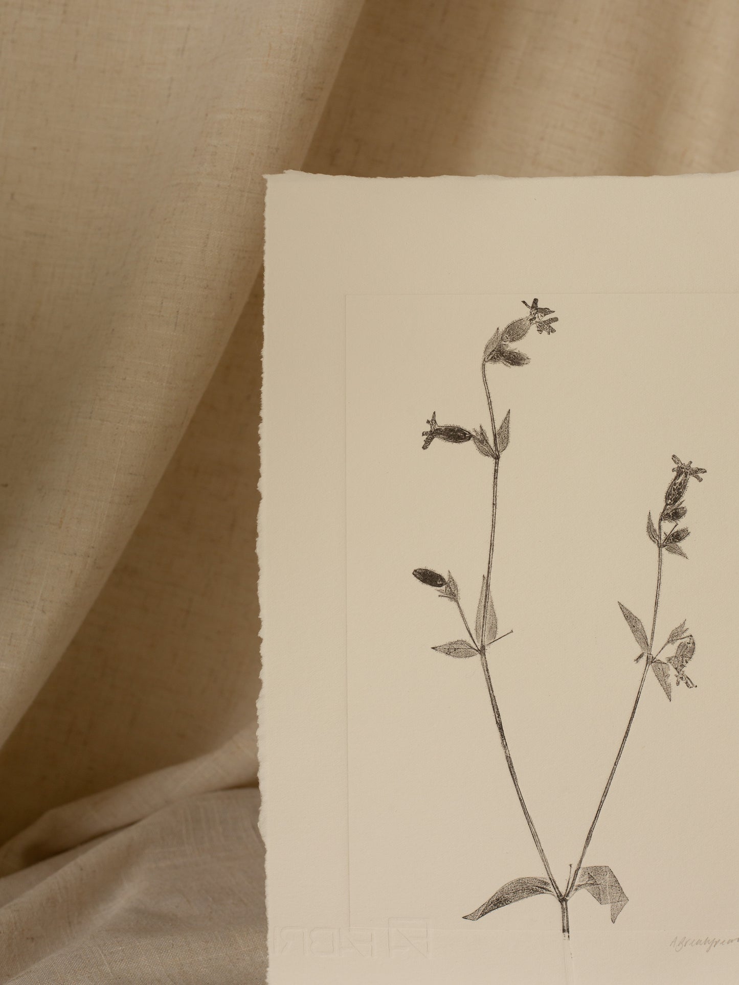Red Campion Flower 1, Dark Grey Monoprint