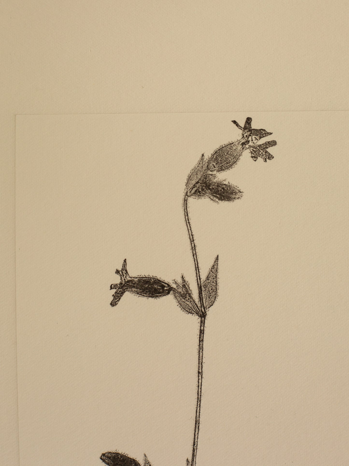 Red Campion Flower 1, Dark Grey Monoprint