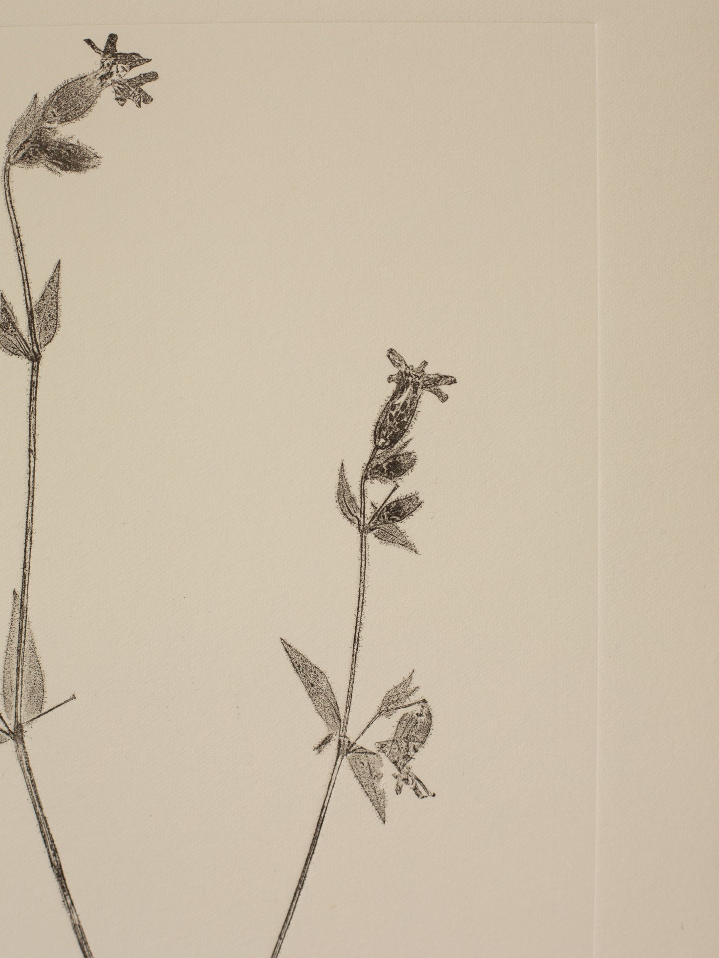 Red Campion Flower 1, Dark Grey Monoprint