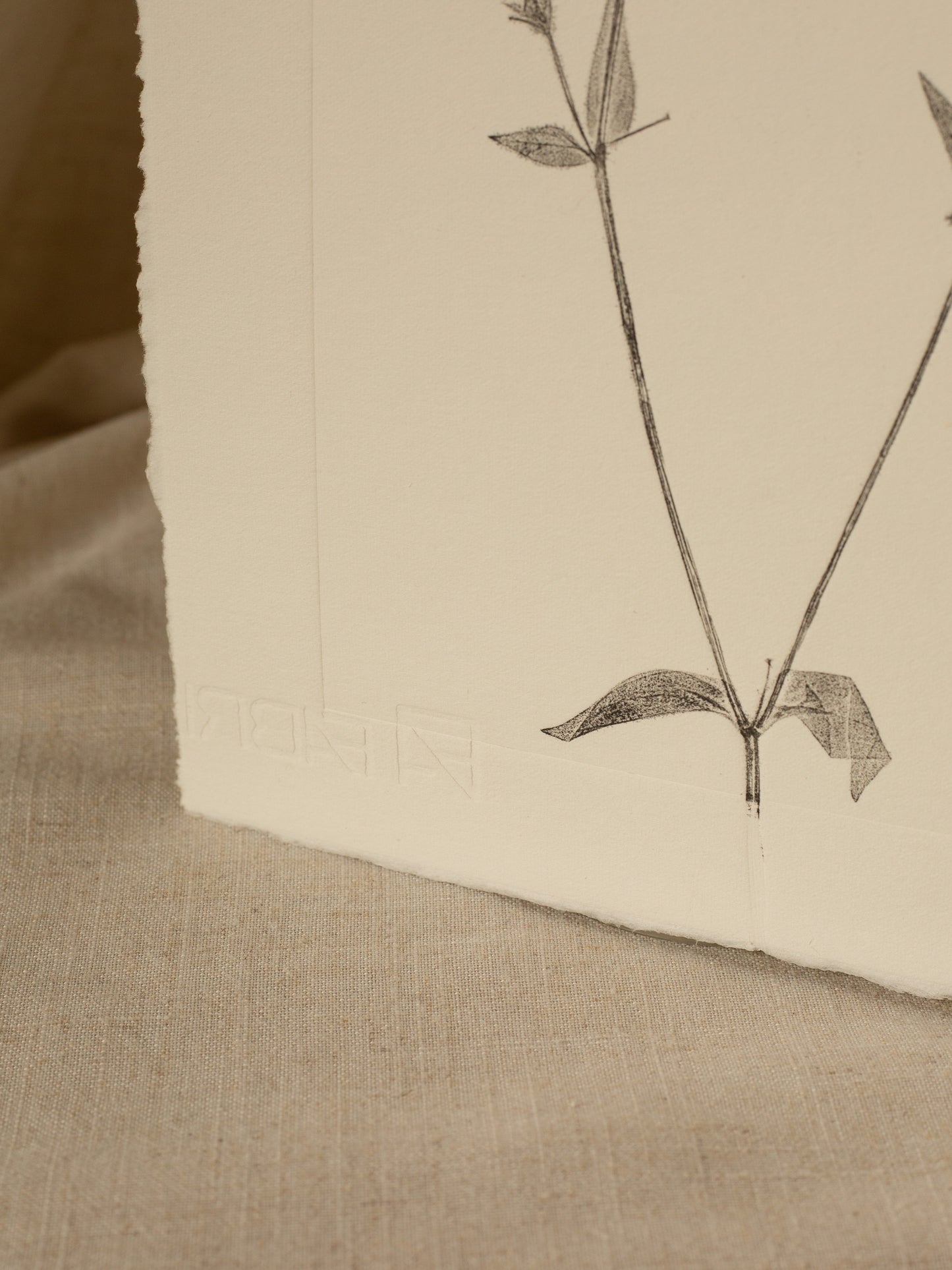 Red Campion Flower 1, Dark Grey Monoprint