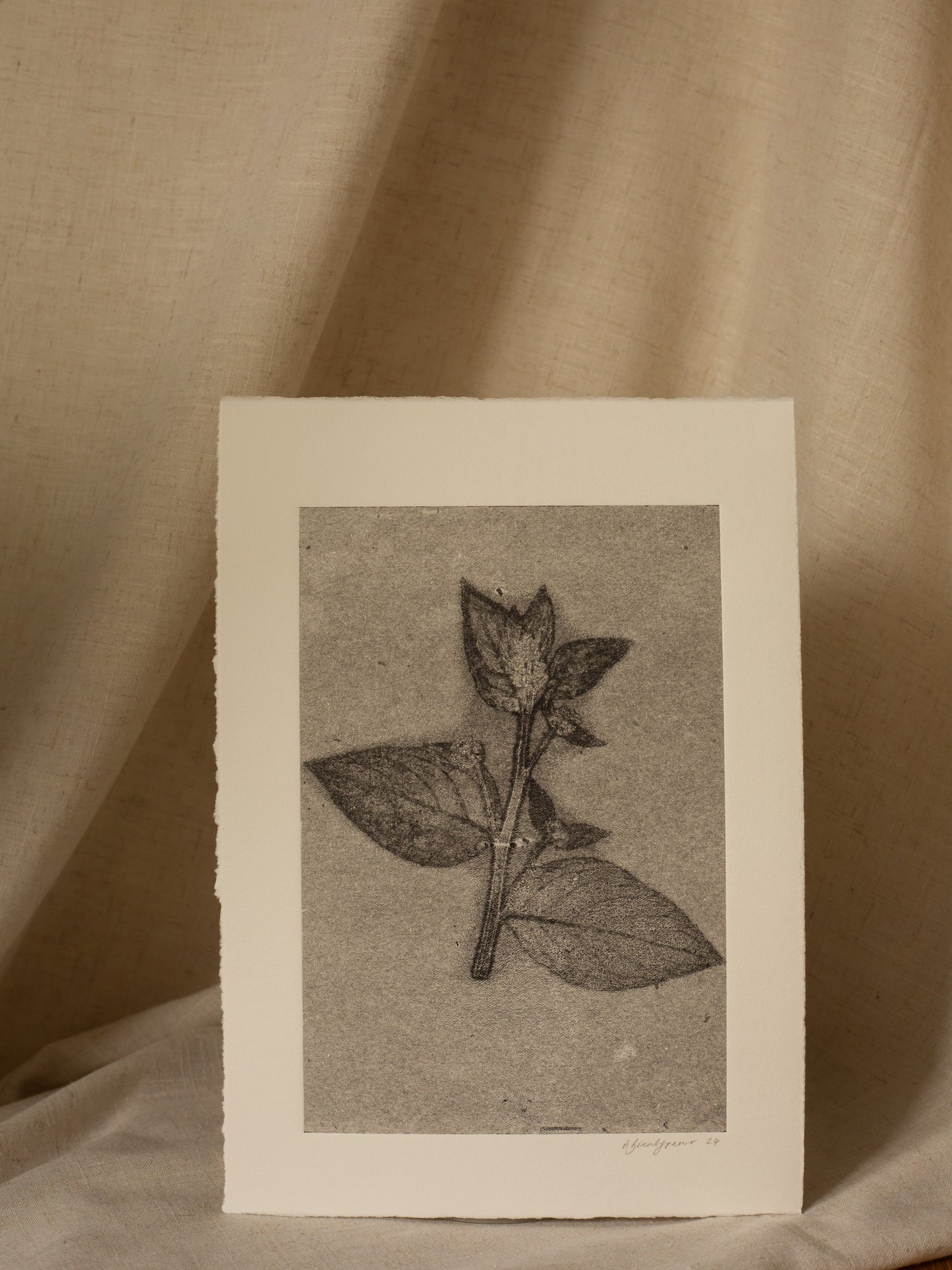 Green alkanet 2, Dark Grey Ghost Monoprint