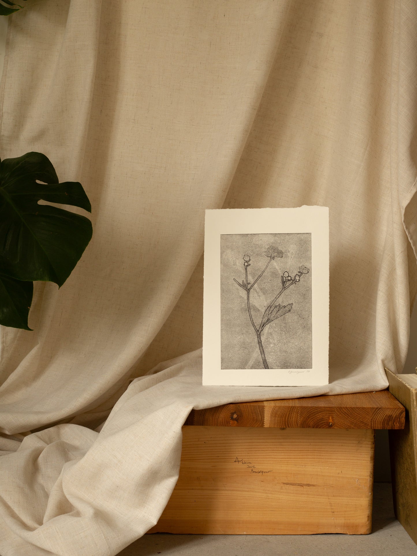 Meadow Buttercup 1, Dark Grey Ghost Print