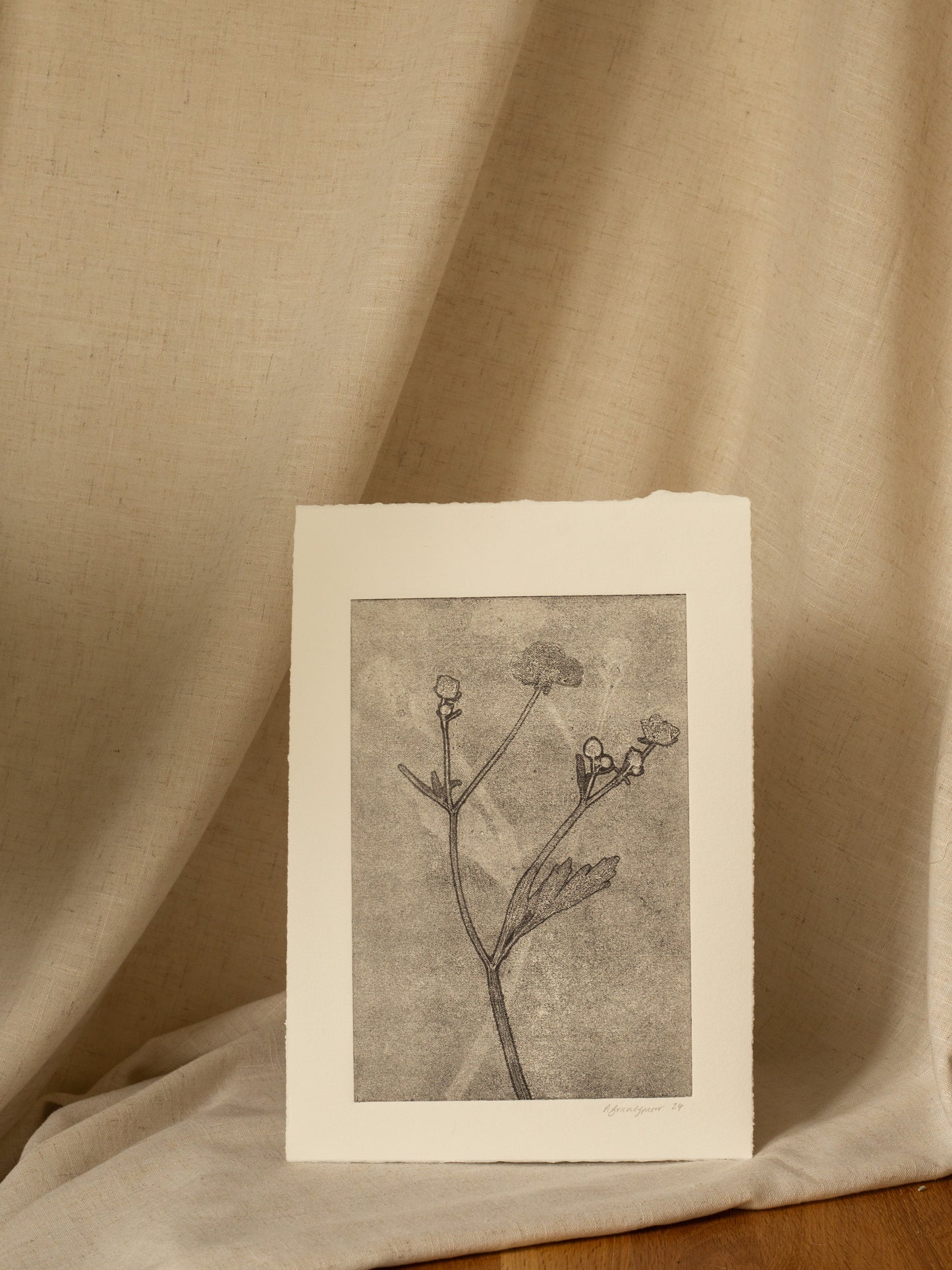 Meadow Buttercup 1, Dark Grey Ghost Print