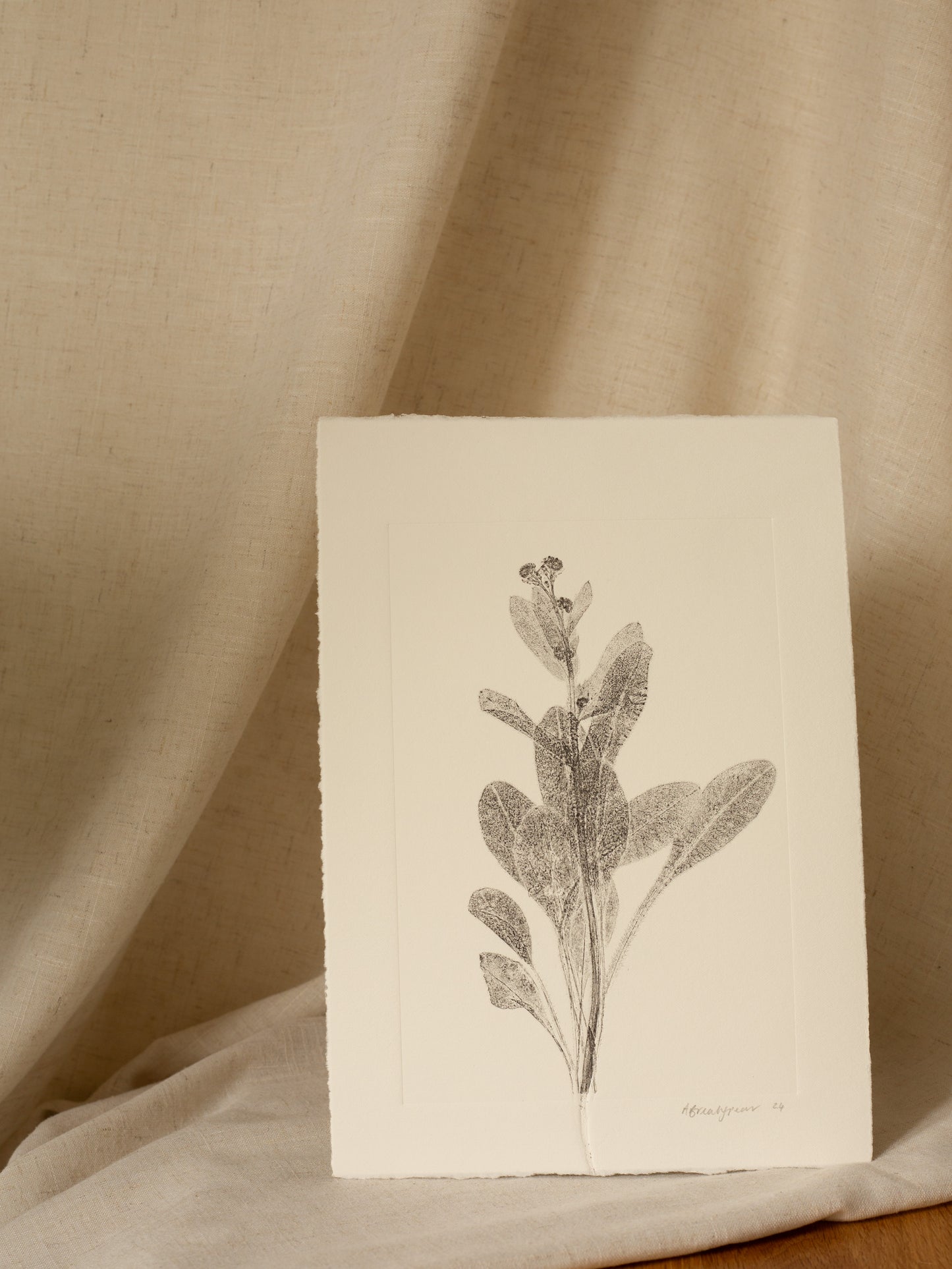 Forget-Me-Not 1, Dark Grey Monoprint