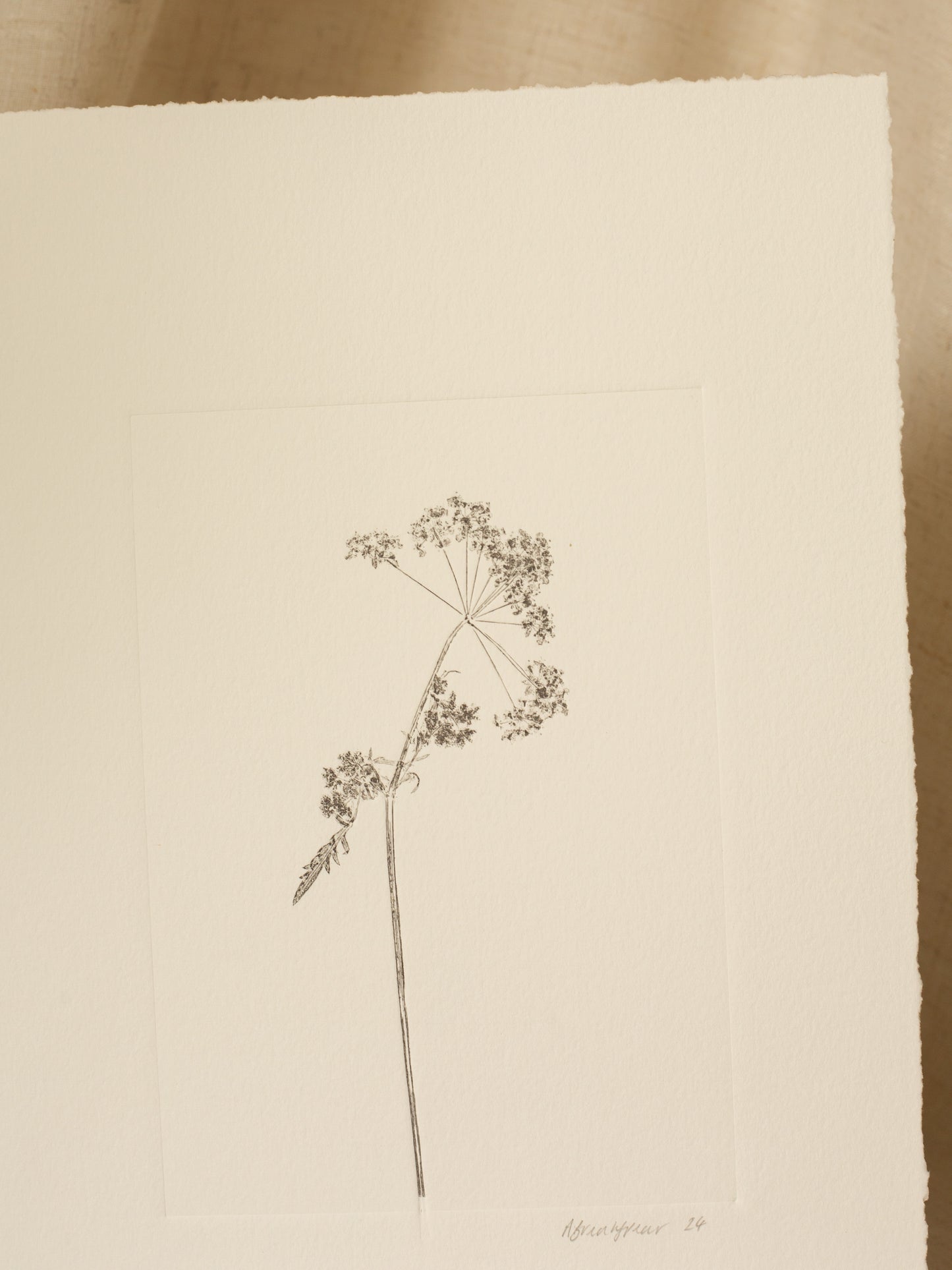 Cow Parsley 1, Dark Grey Monoprint