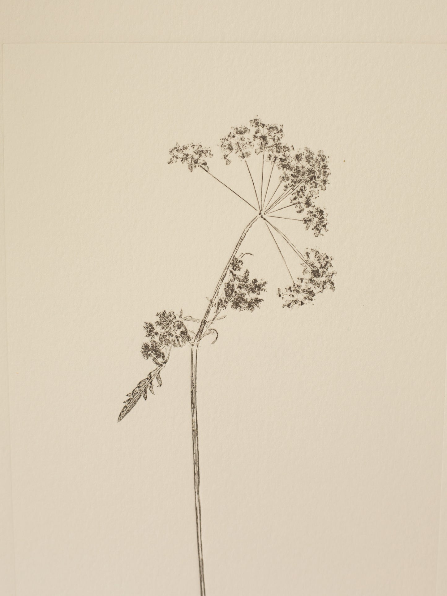 Cow Parsley 1, Dark Grey Monoprint