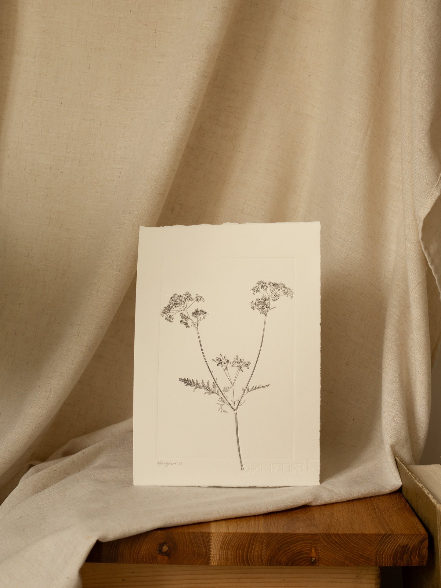 Cow Parsley 3, Dark Grey Monoprint