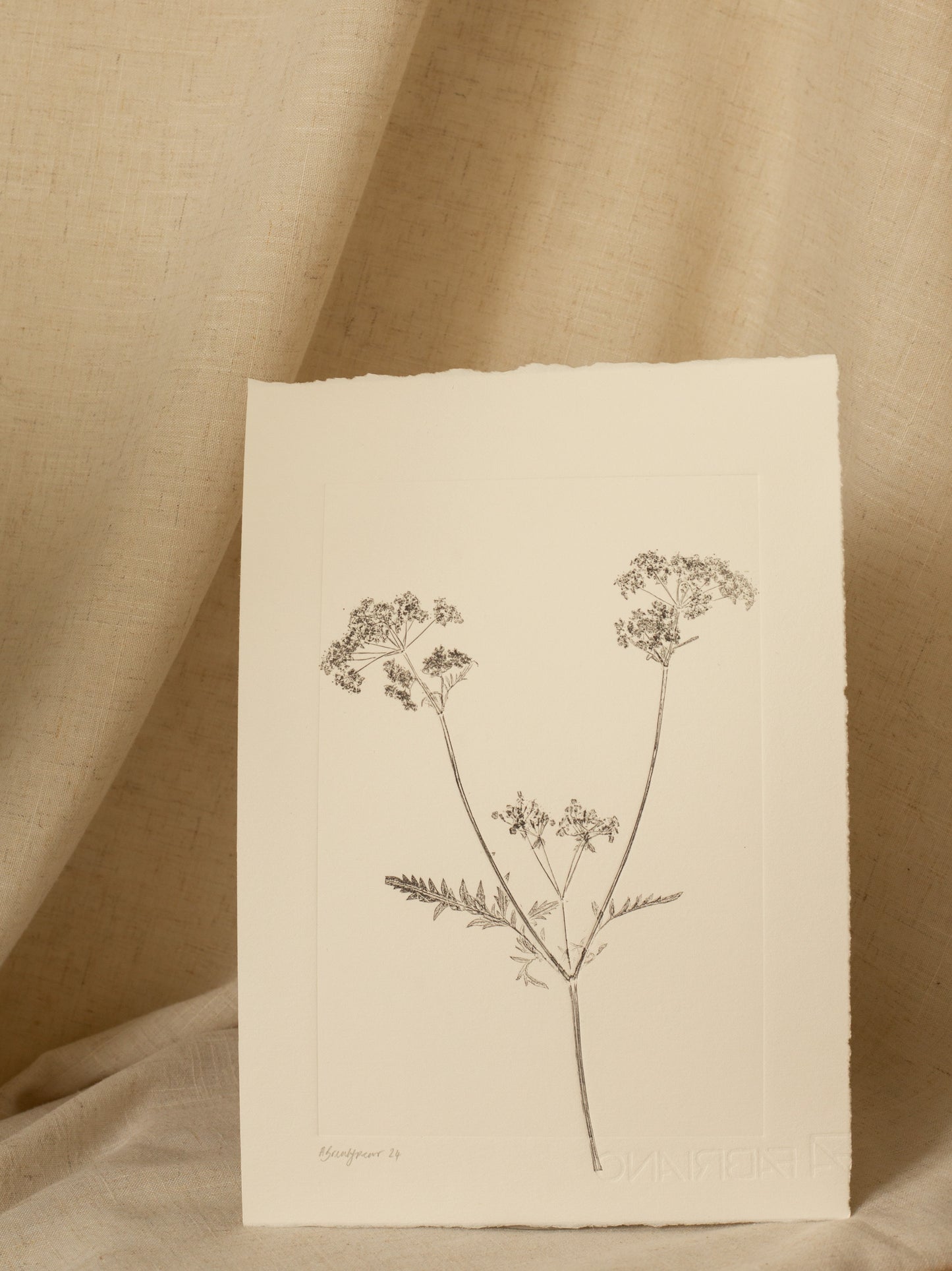 Cow Parsley 3, Dark Grey Monoprint