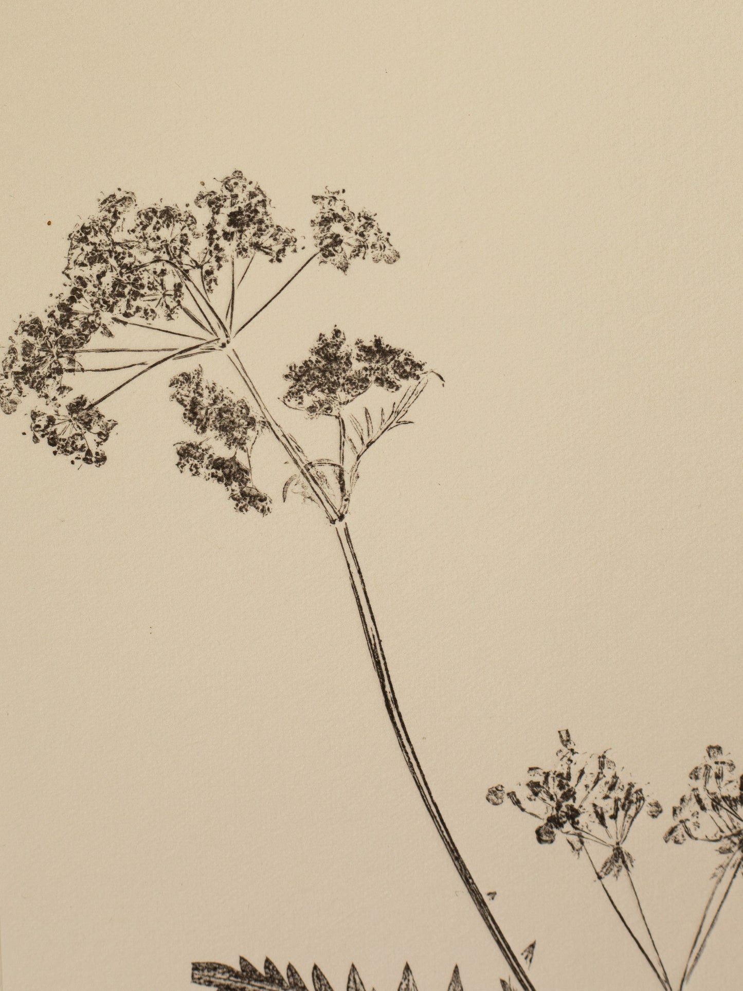 Cow Parsley 3, Dark Grey Monoprint