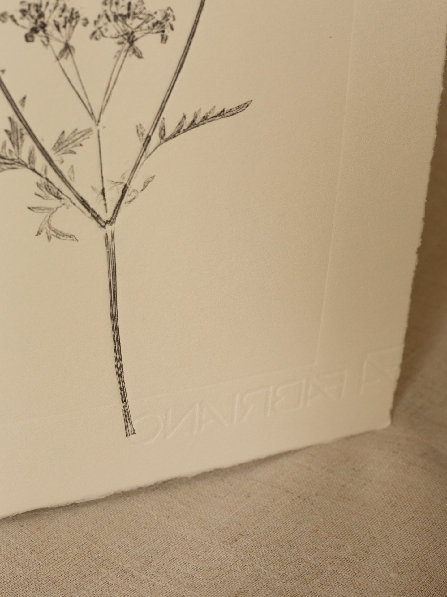 Cow Parsley 3, Dark Grey Monoprint