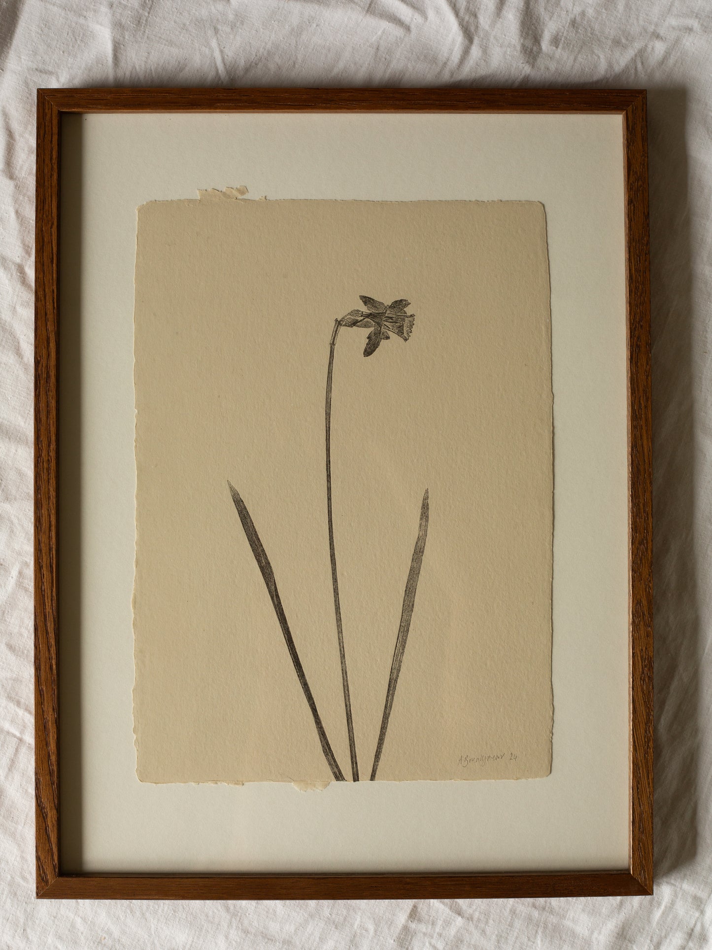 Daffodil Botanical Monoprint, A4 framed. Oak frame with a walnut varnish. Beige handmade paper.
