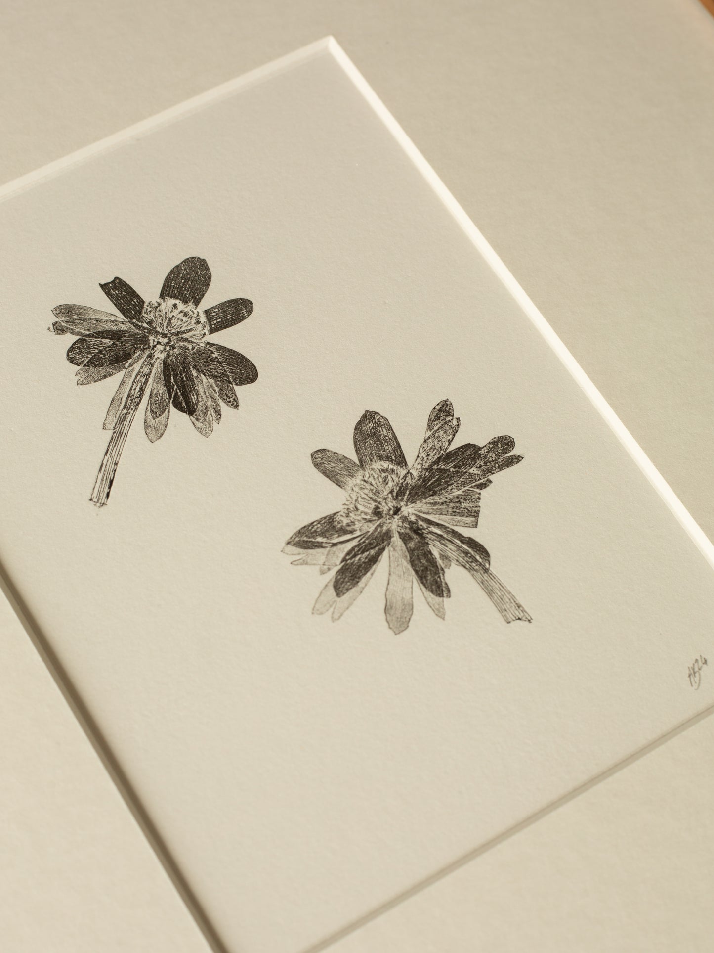 Winter Aconite, Botanical Monoprint Framed