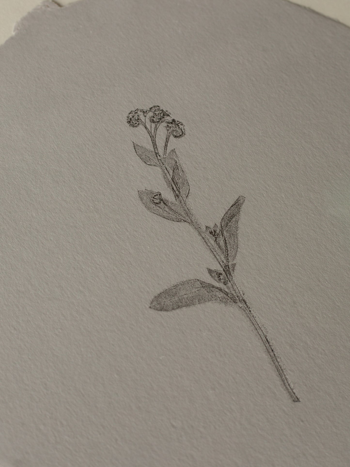 Forget-me-not circle, Botanical Monoprint Framed