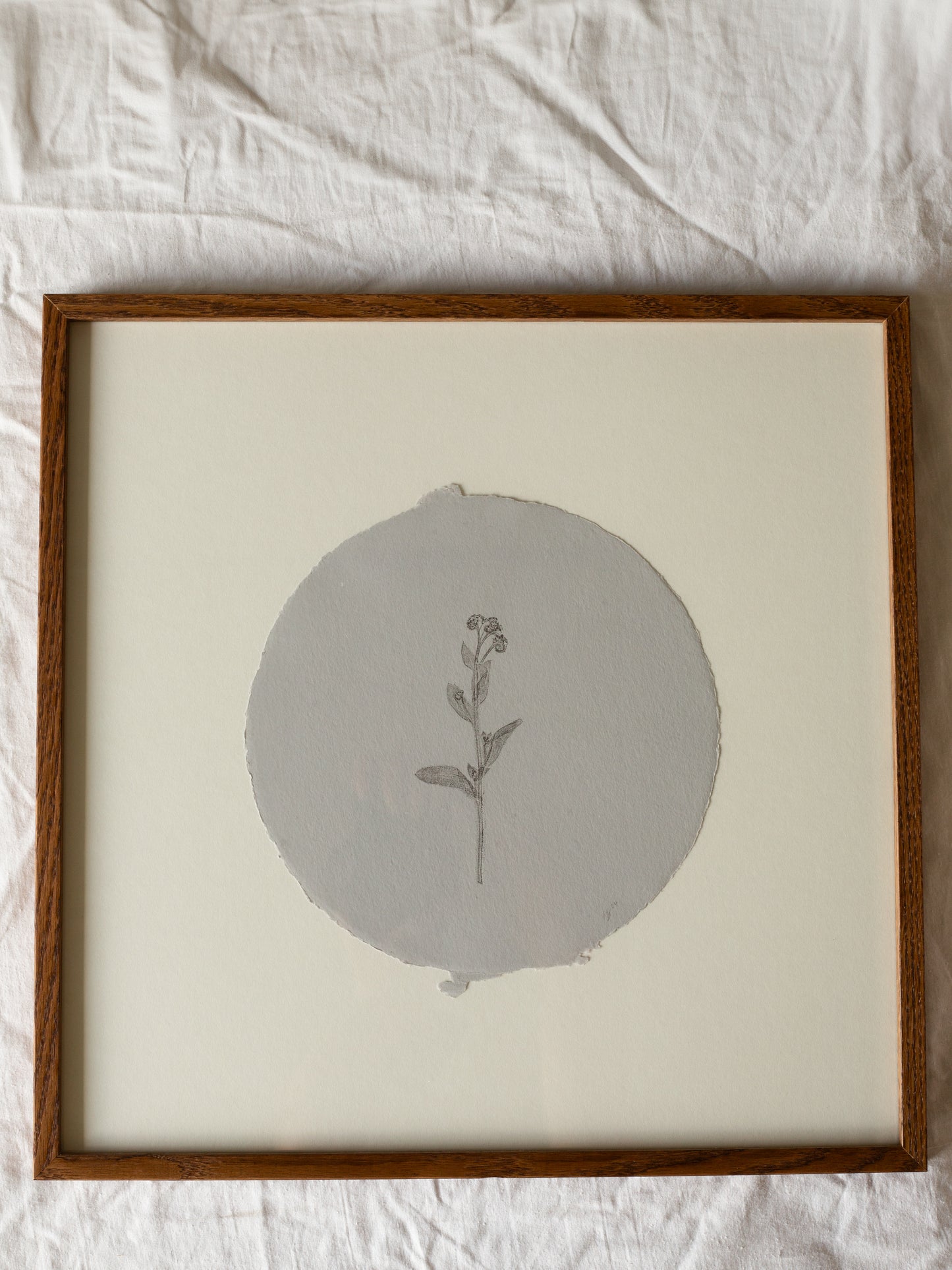Forget-me-not circle, Botanical Monoprint Framed