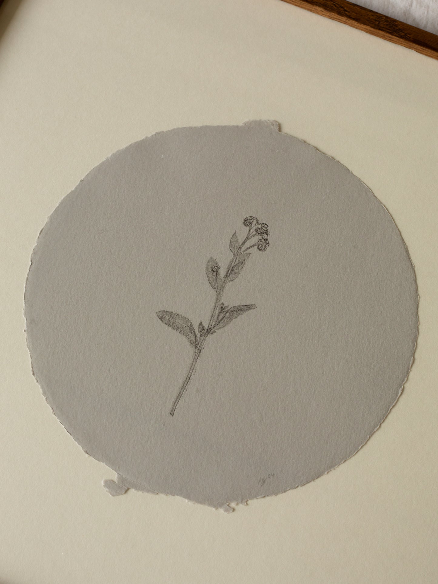 Forget-me-not circle, Botanical Monoprint Framed