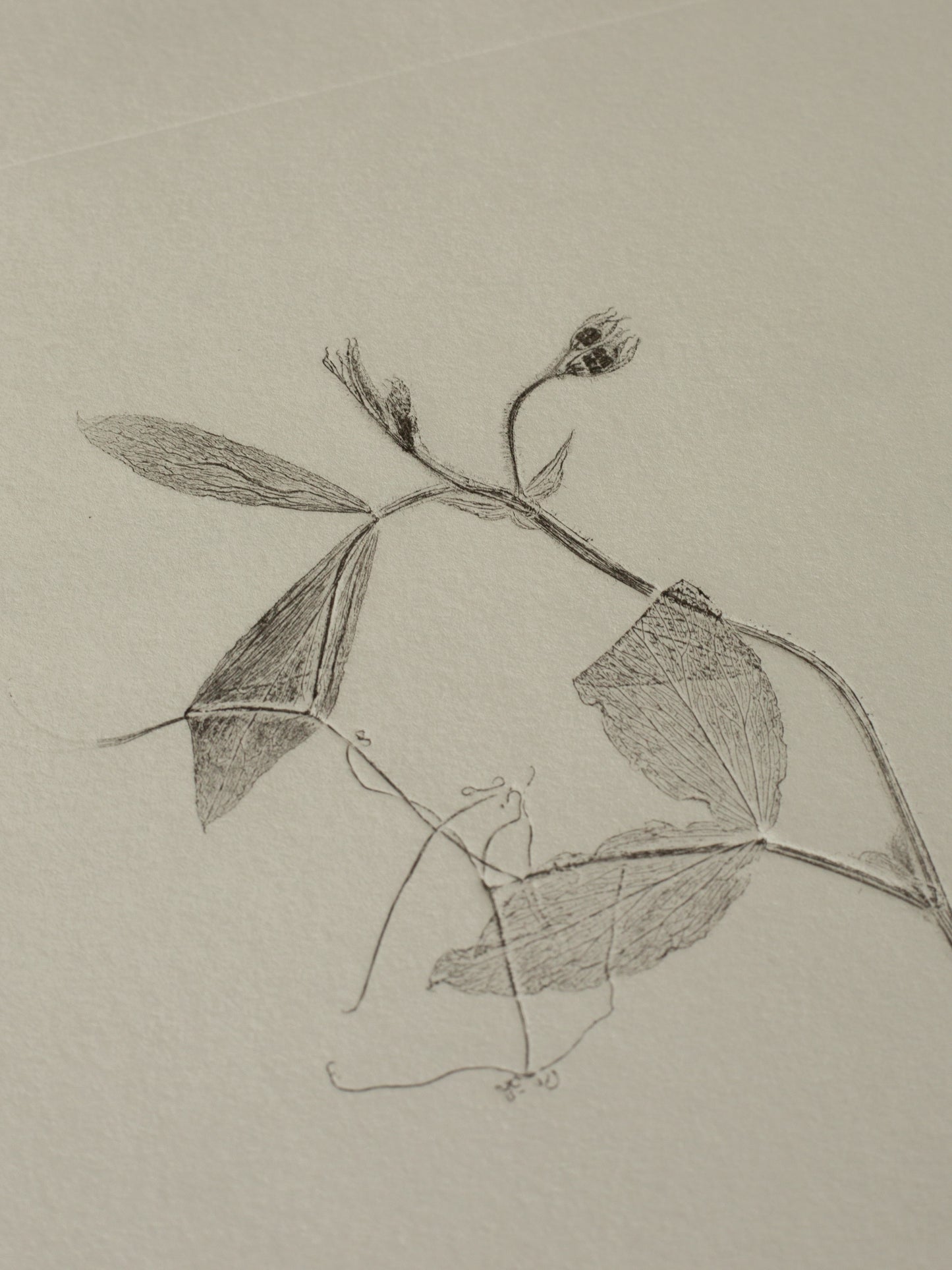 Sweet Pea 01, Botanical Monoprint Framed