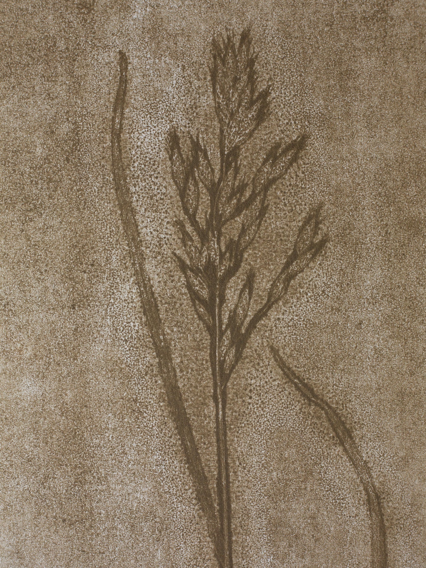 Grass 2, Ghost Monoprint, Original Botanical Print
