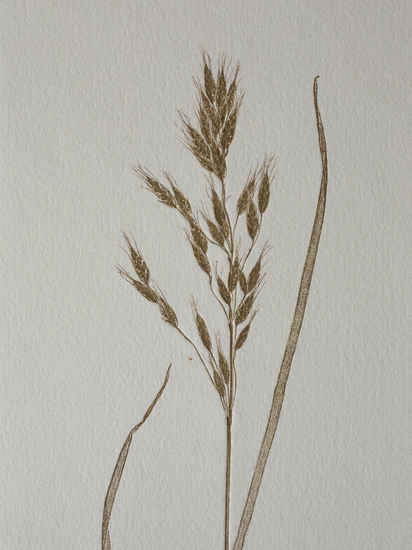 Grass 3, Monoprint, Original Botanical Print