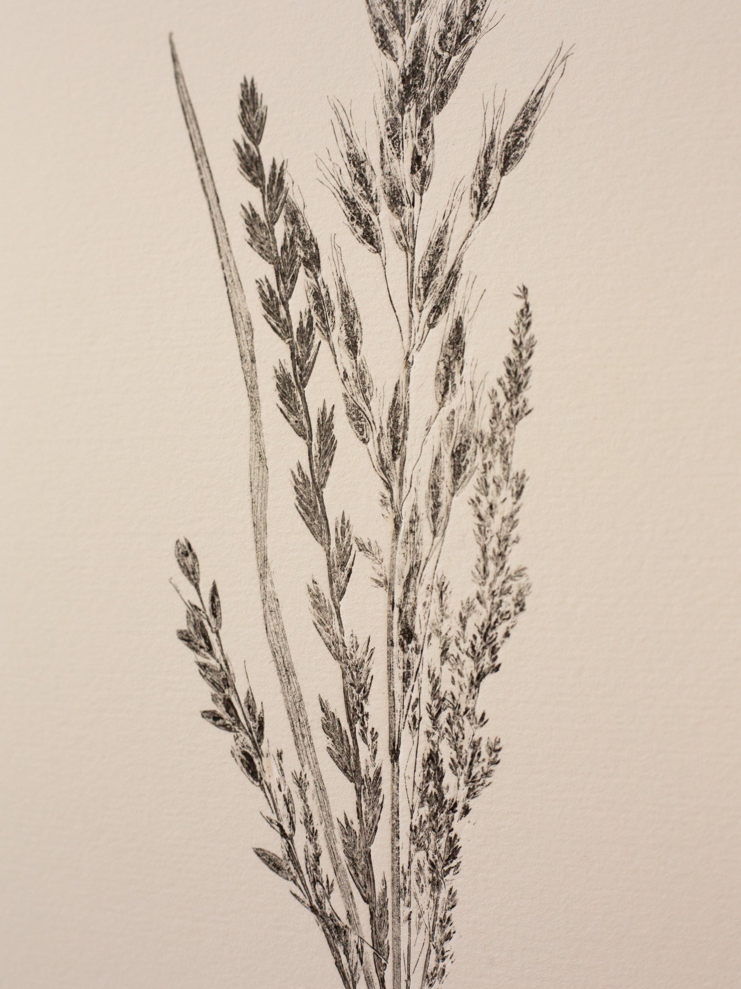 Grass Bunch 2 - Monoprint - A4 1/1