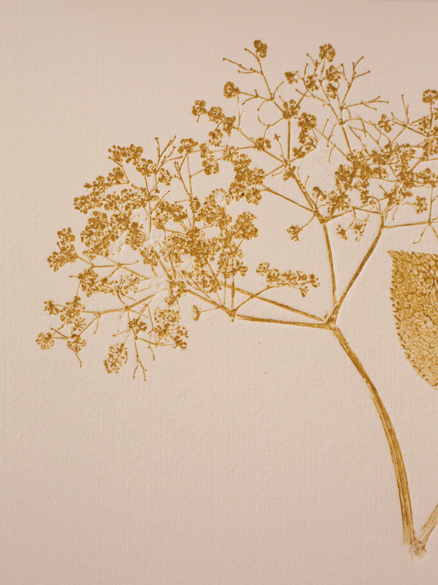 Elderflower 2 - Monoprint - A4 1/1