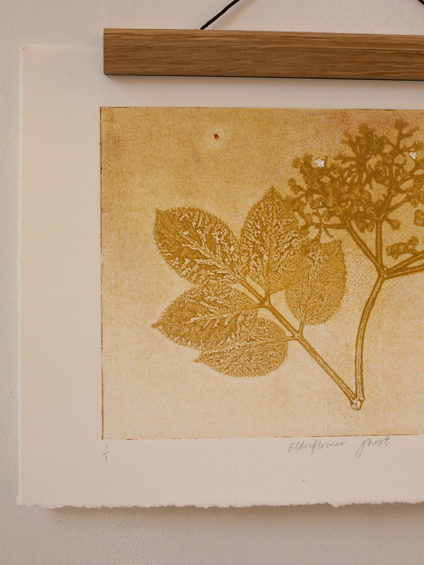Elderflower 1 - Monoprint - A4 1/1