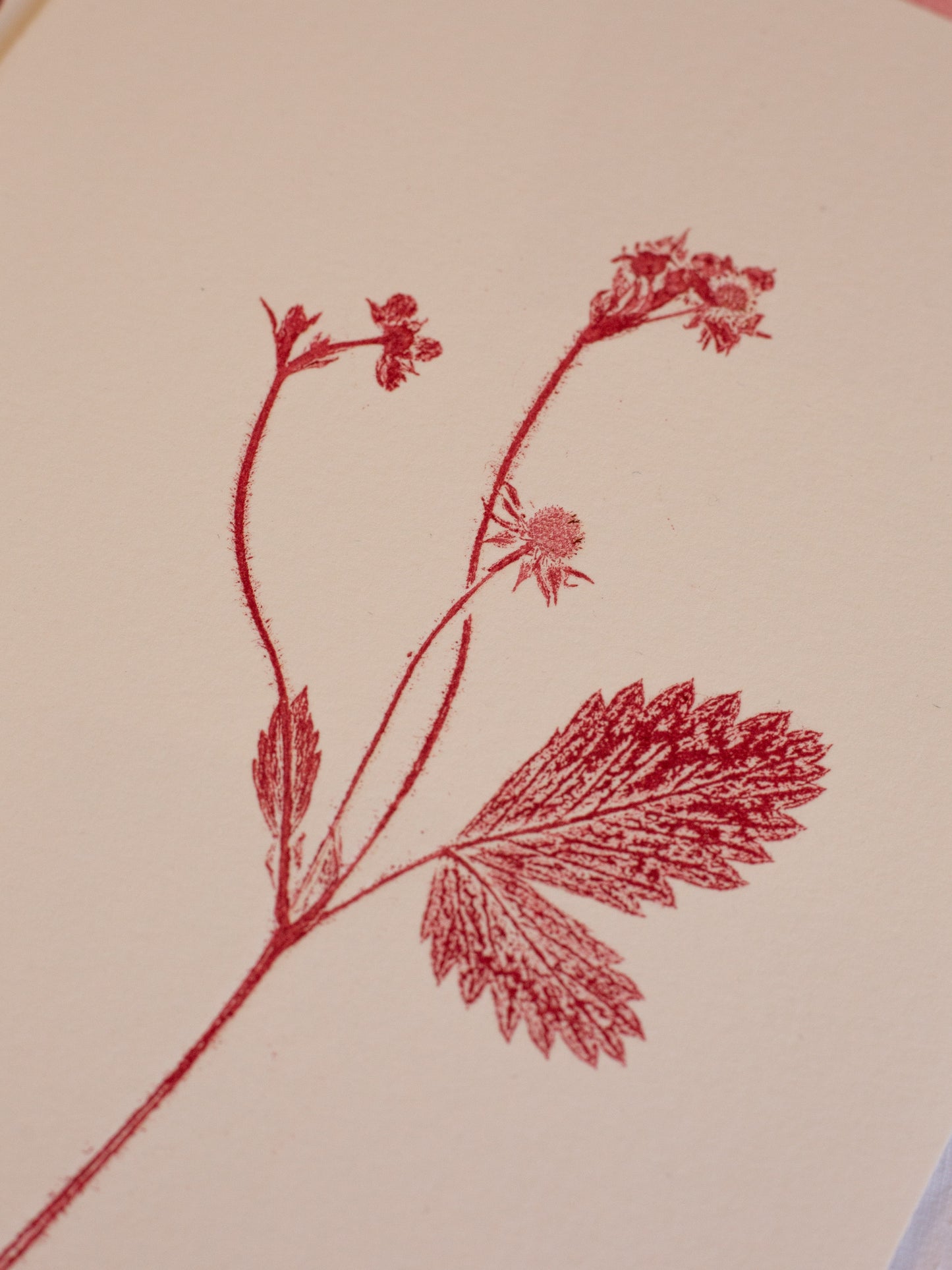 Wild Strawberry 3 - Monoprint - 1/1