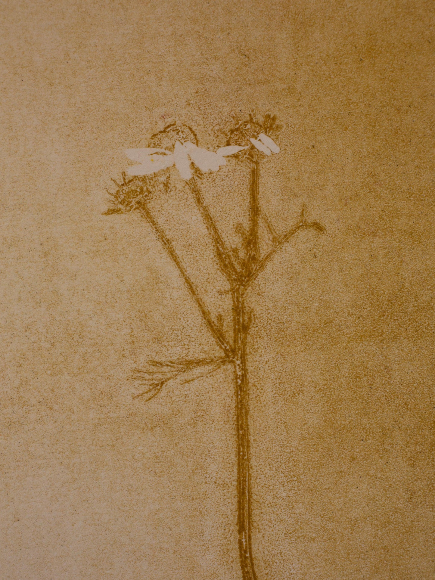 Chamomile 2 - Monoprint 1/1