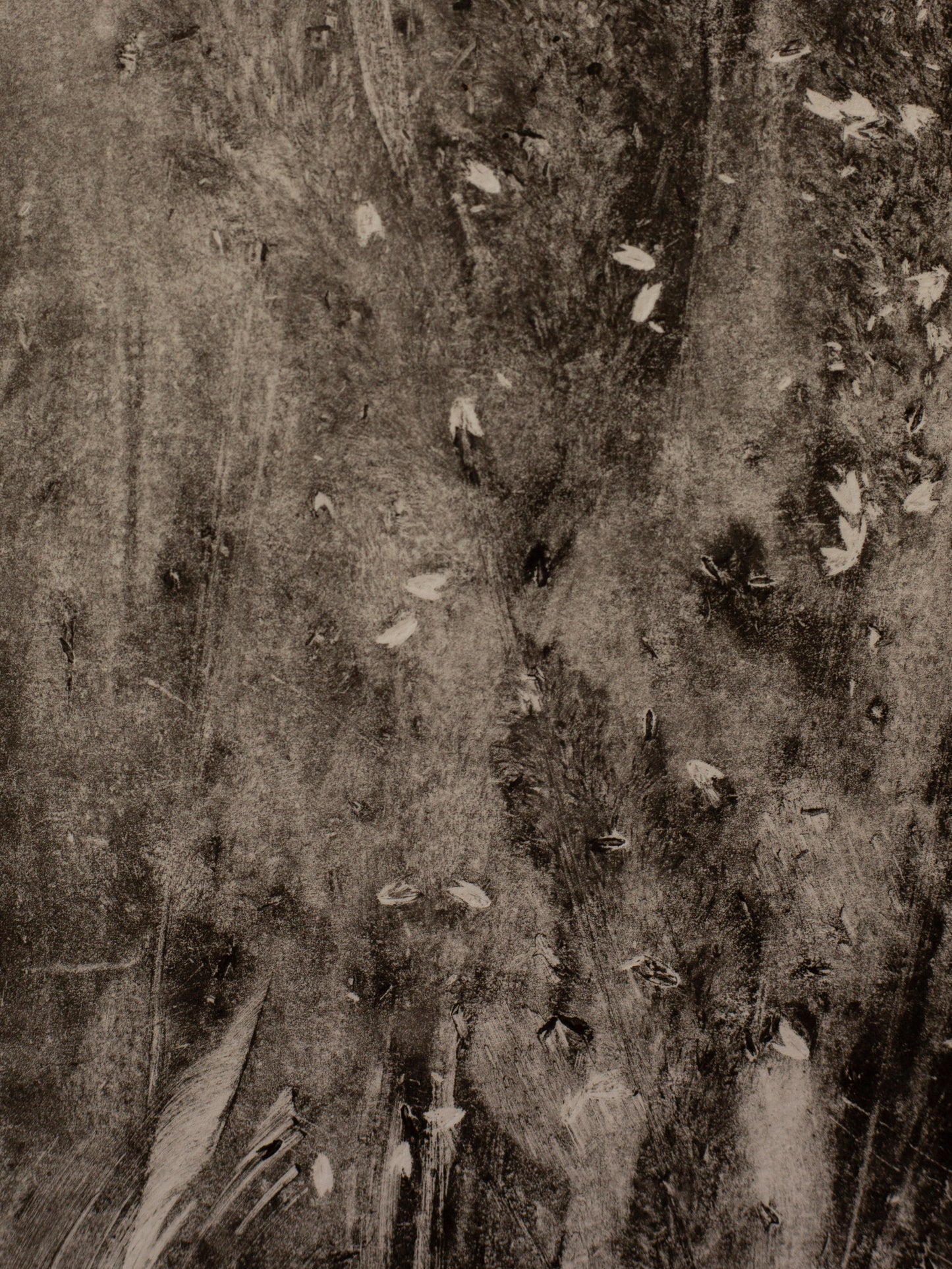 Seeds Blowing In The Wind - Monoprint - A4 1/1