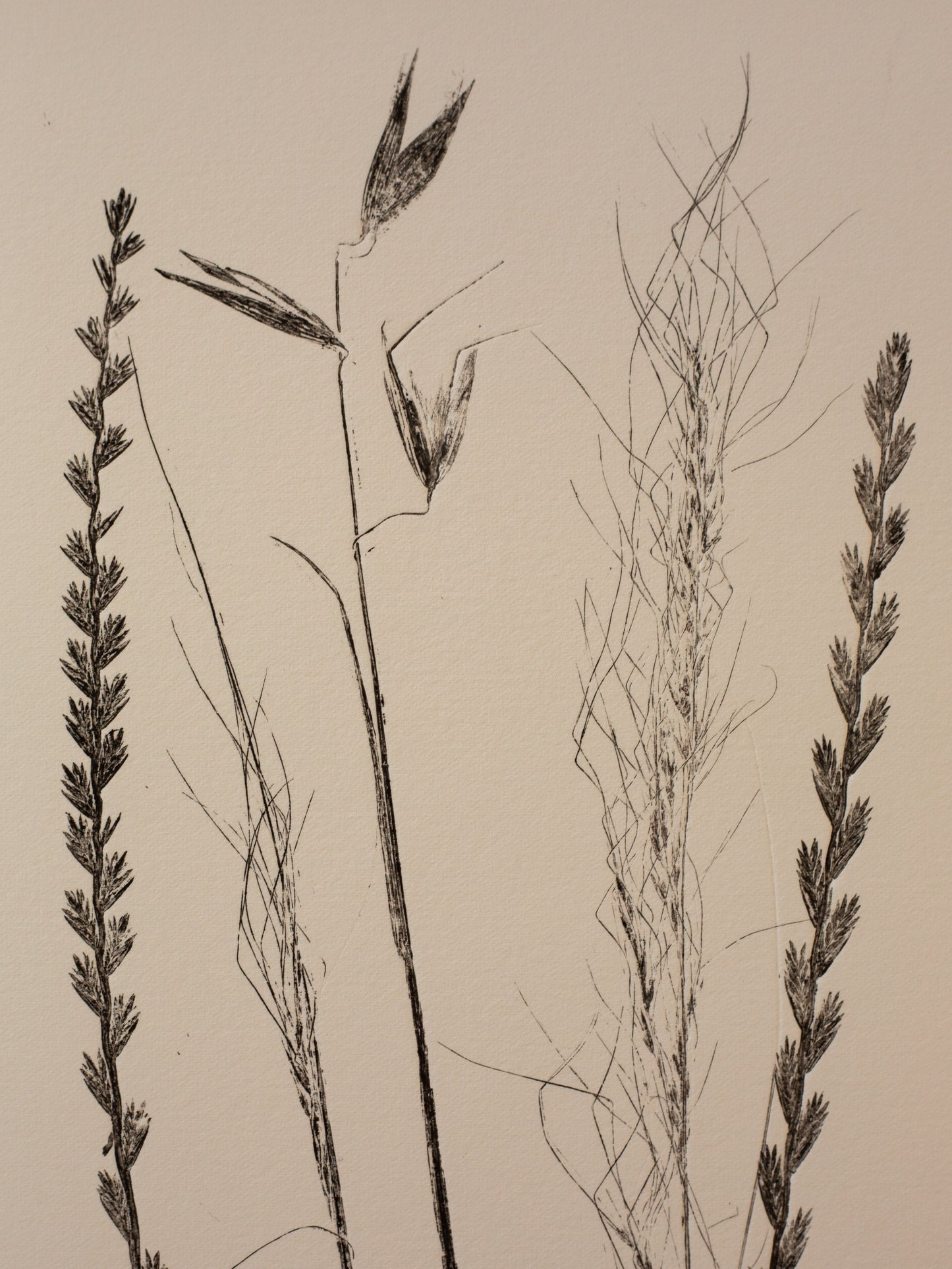 The Long Grasses Grow - Monoprint 1/1