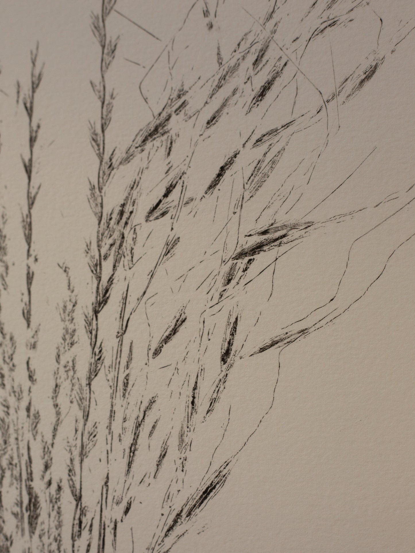 Grass Bunch 6 - Monoprint - A3 1/1