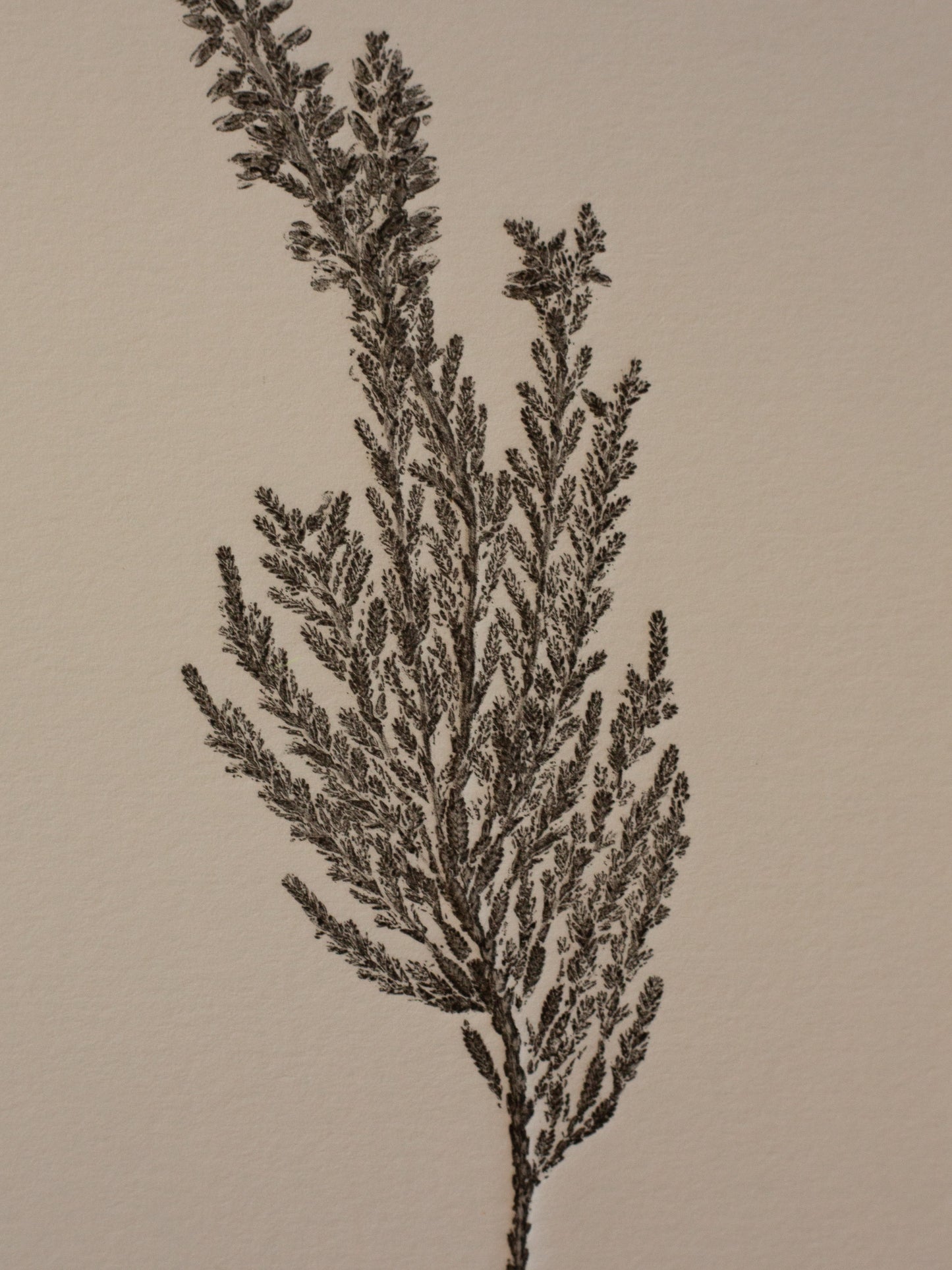 Heather - Monoprint - 1/1